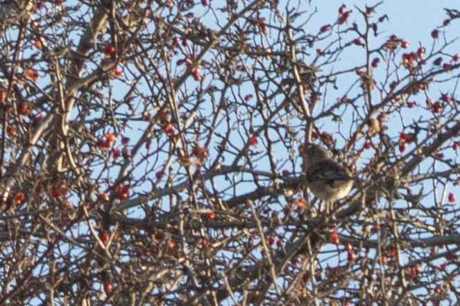 Brambling