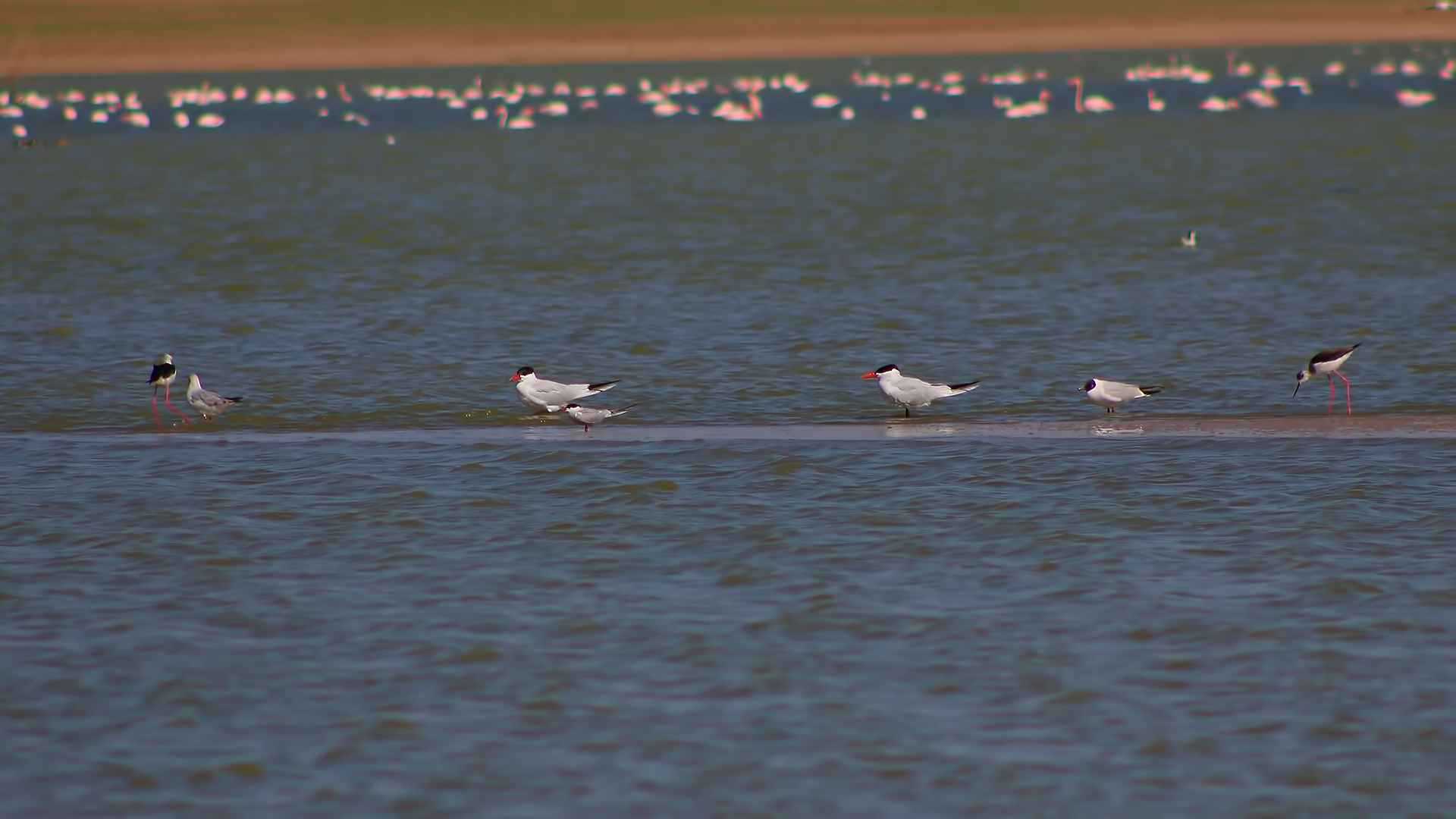 Caspian Tern