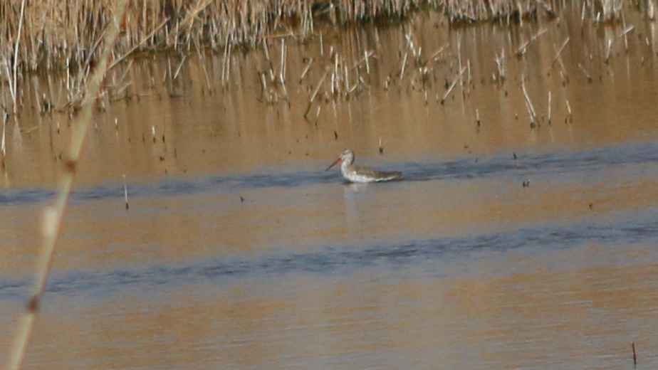 Spotted Redshank