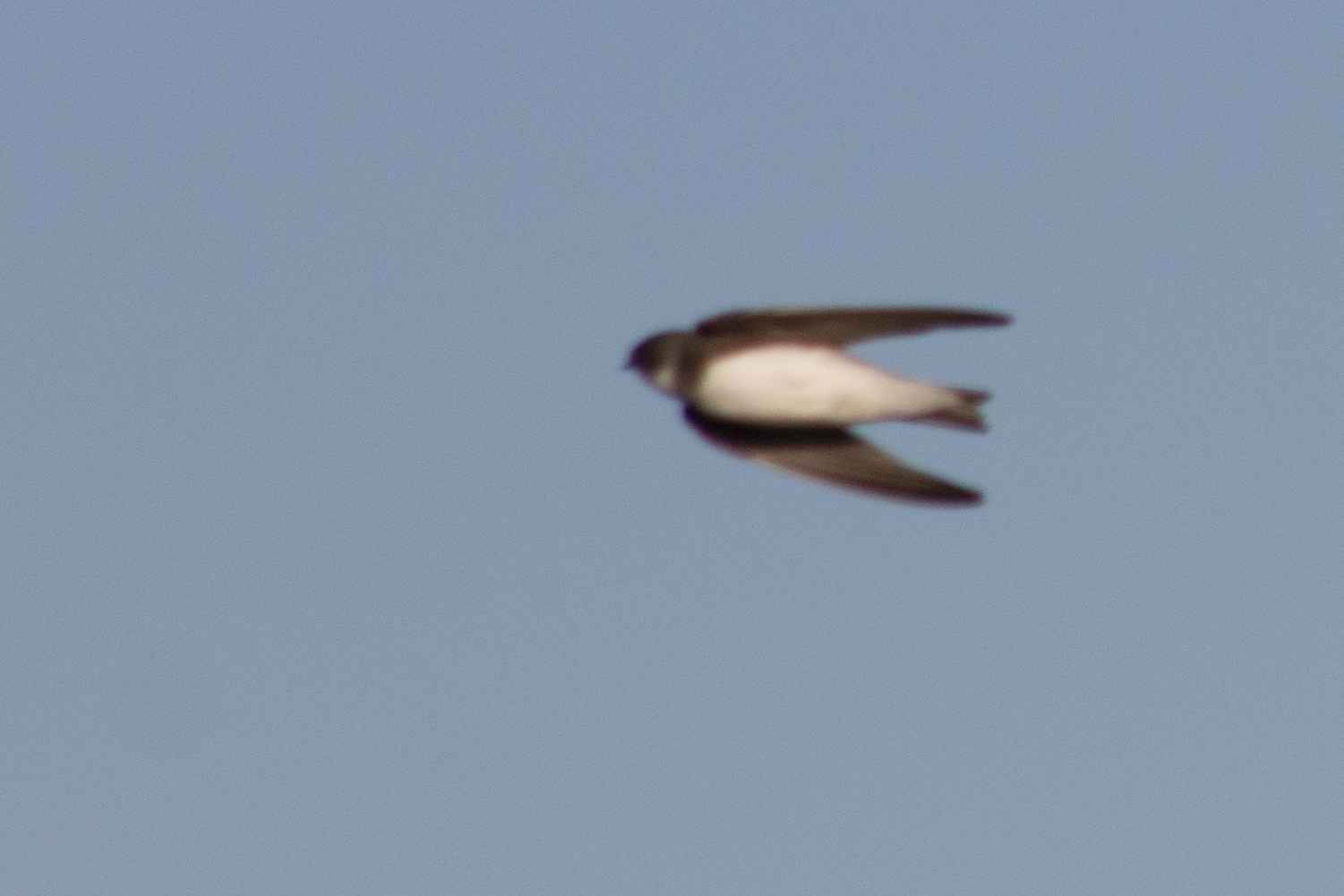 Bank Swallow