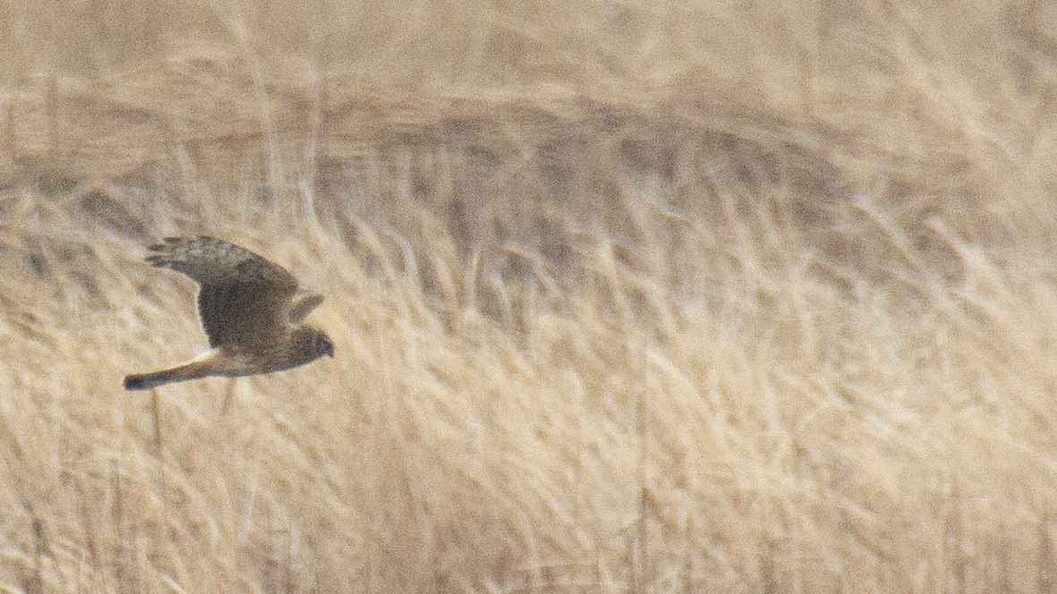Hen Harrier