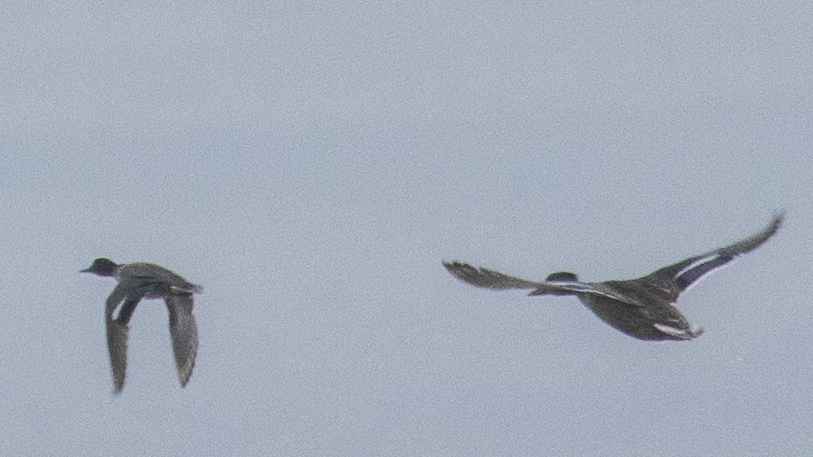 Northern Pintail