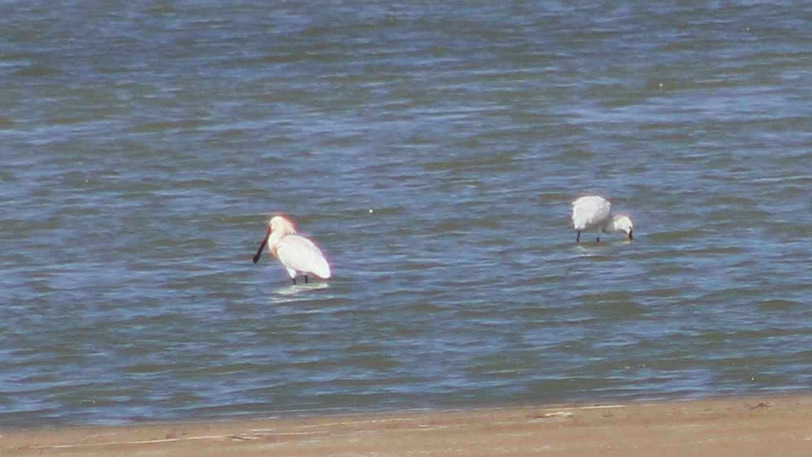 Eurasian Spoonbill