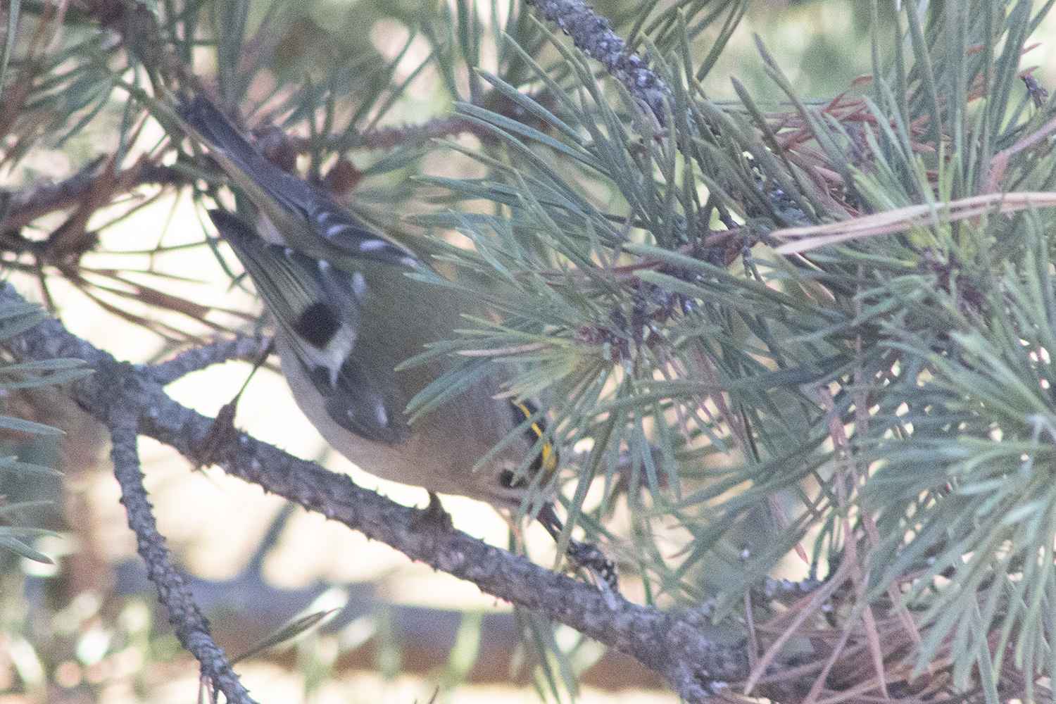 Goldcrest