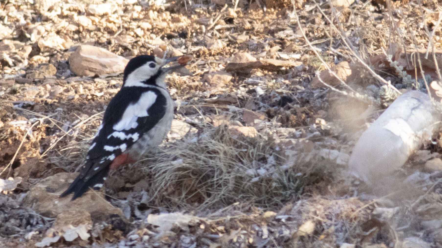 Syrian Woodpecker