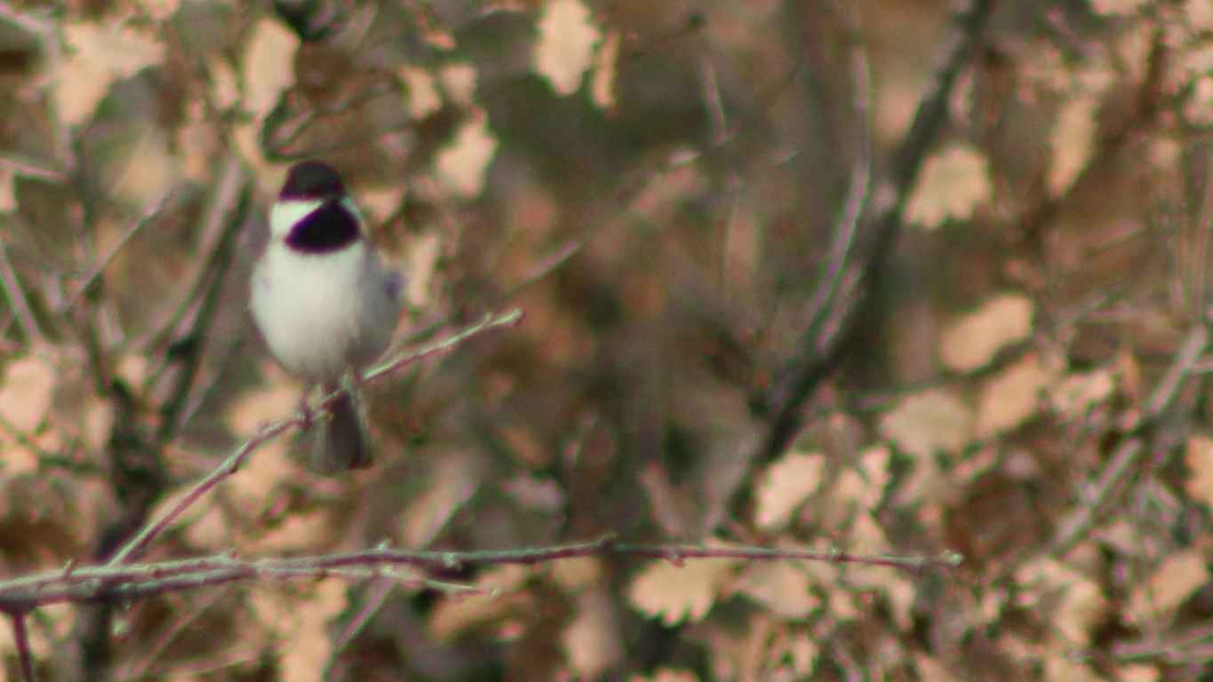 Sombre Tit