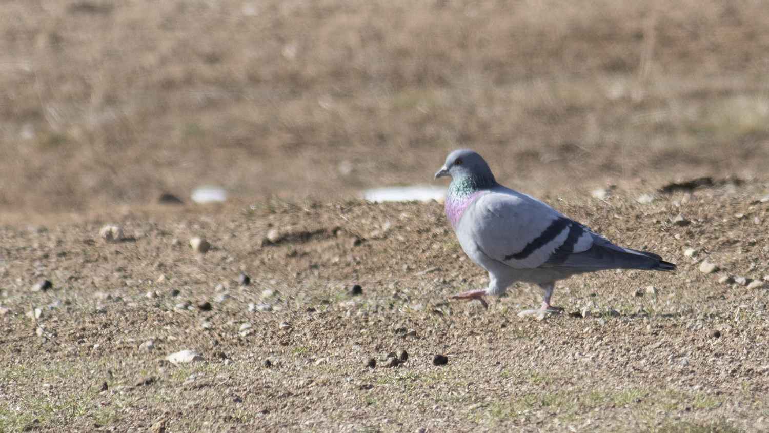 Rock Pigeon