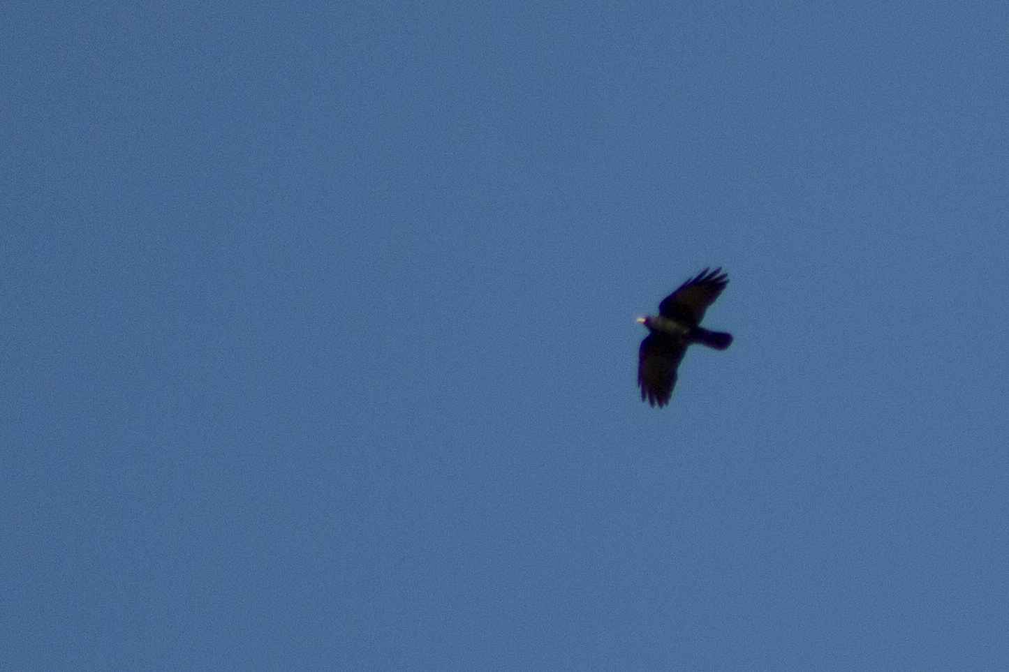Yellow-billed Chough