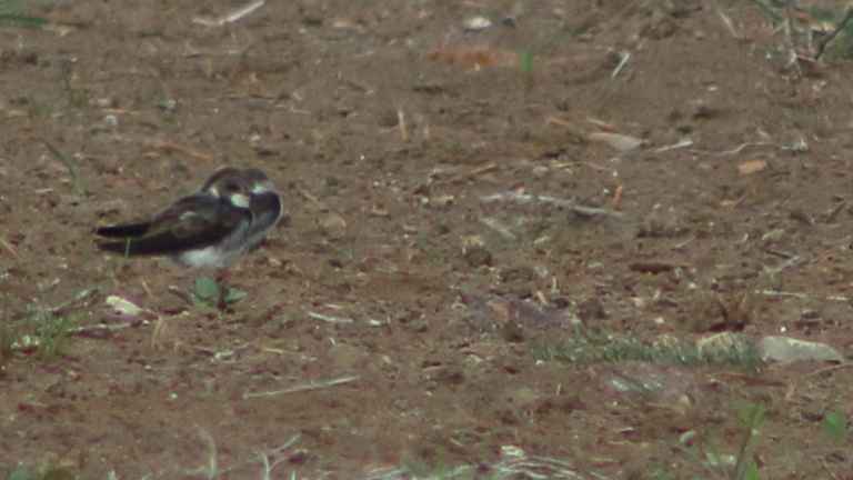 Bank Swallow