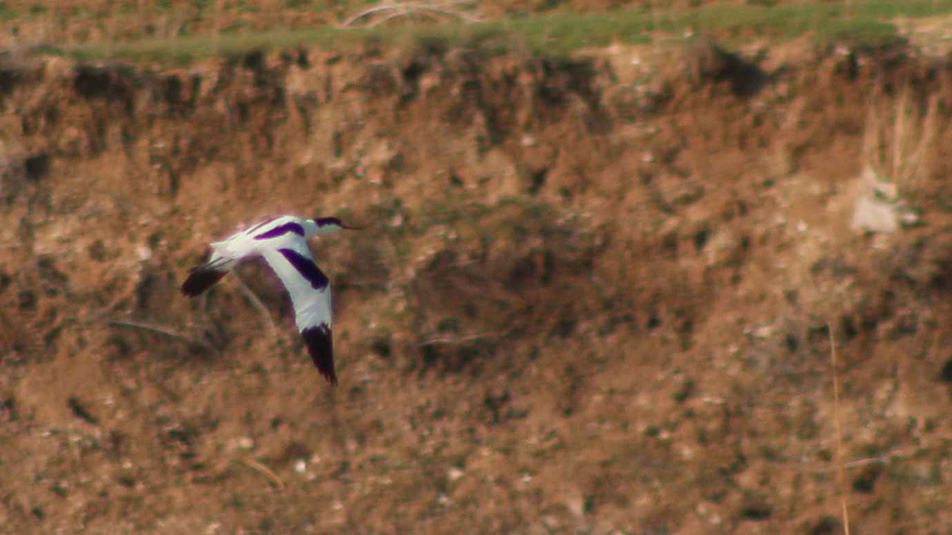 Pied Avocet
