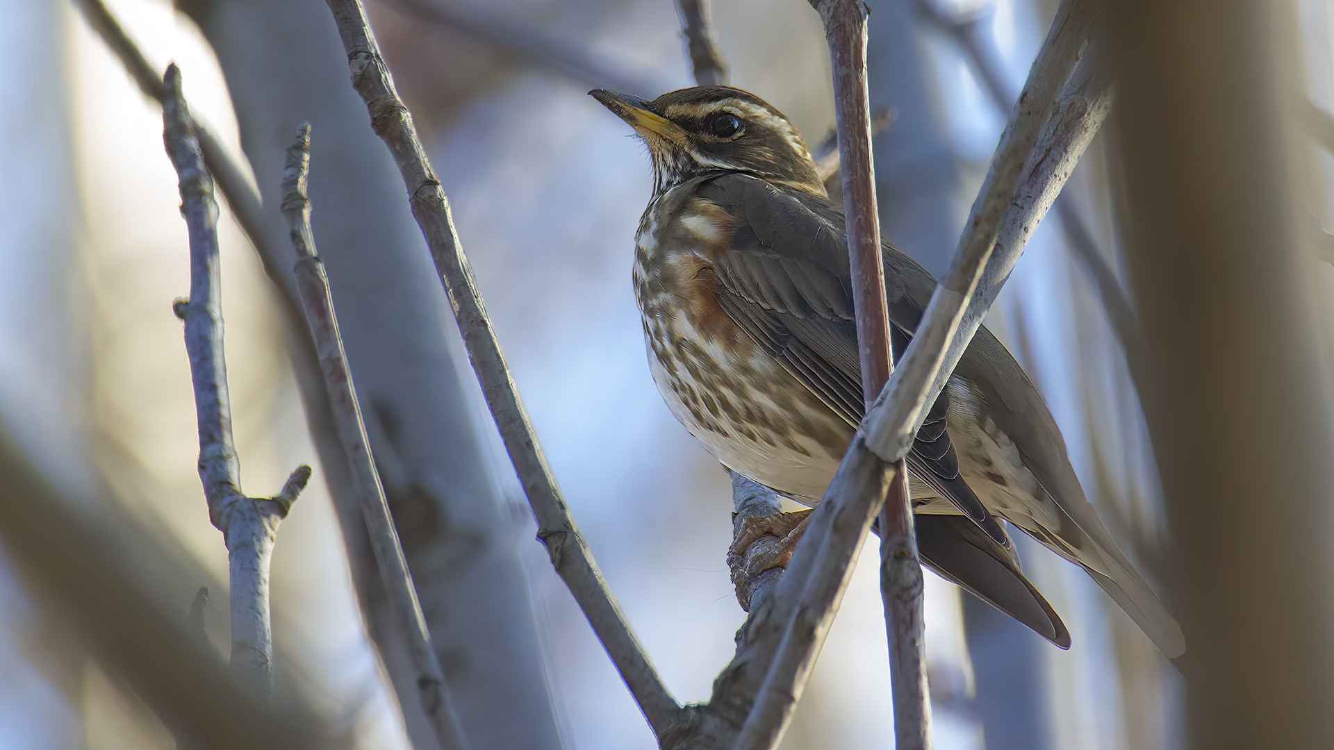 Redwing