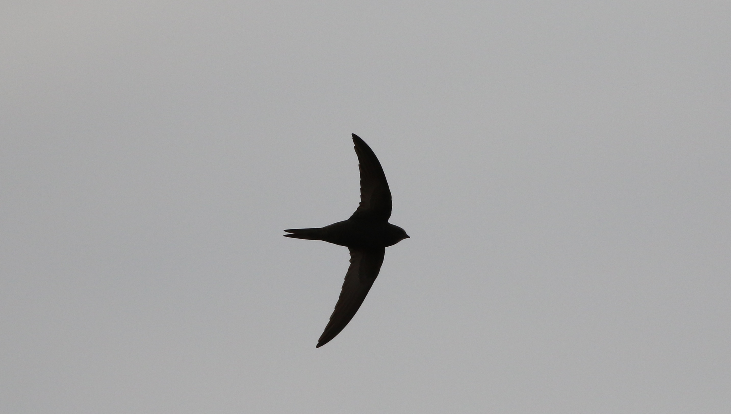 Pallid Swift