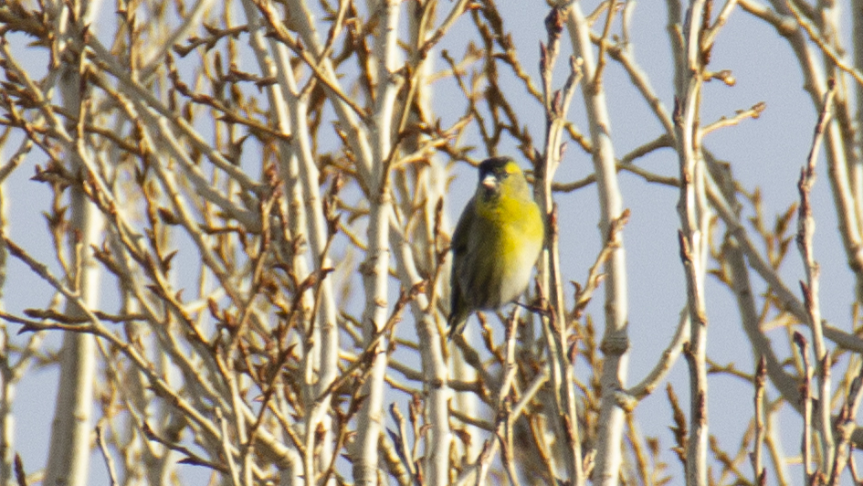 Eurasian Siskin
