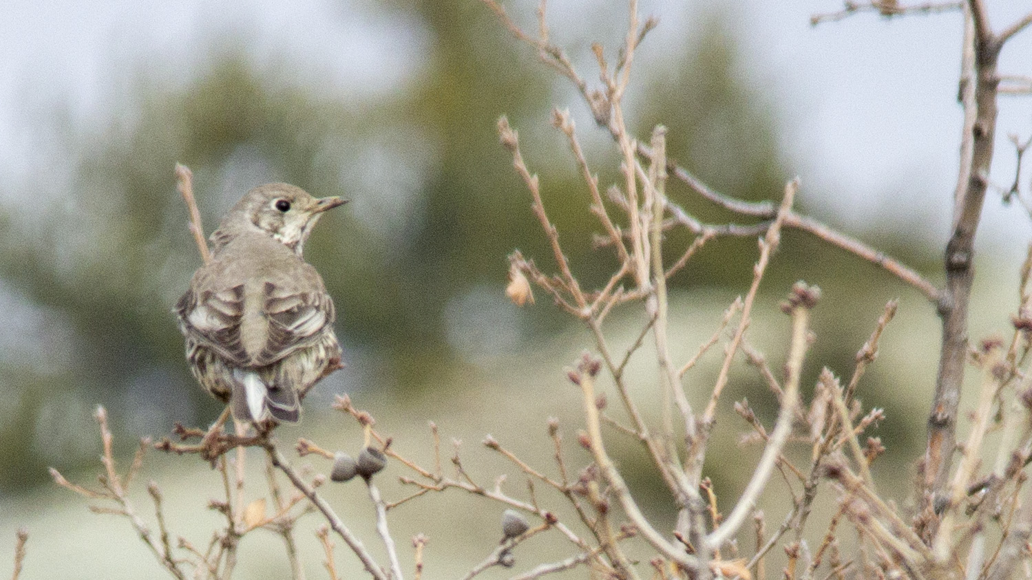 Song Thrush