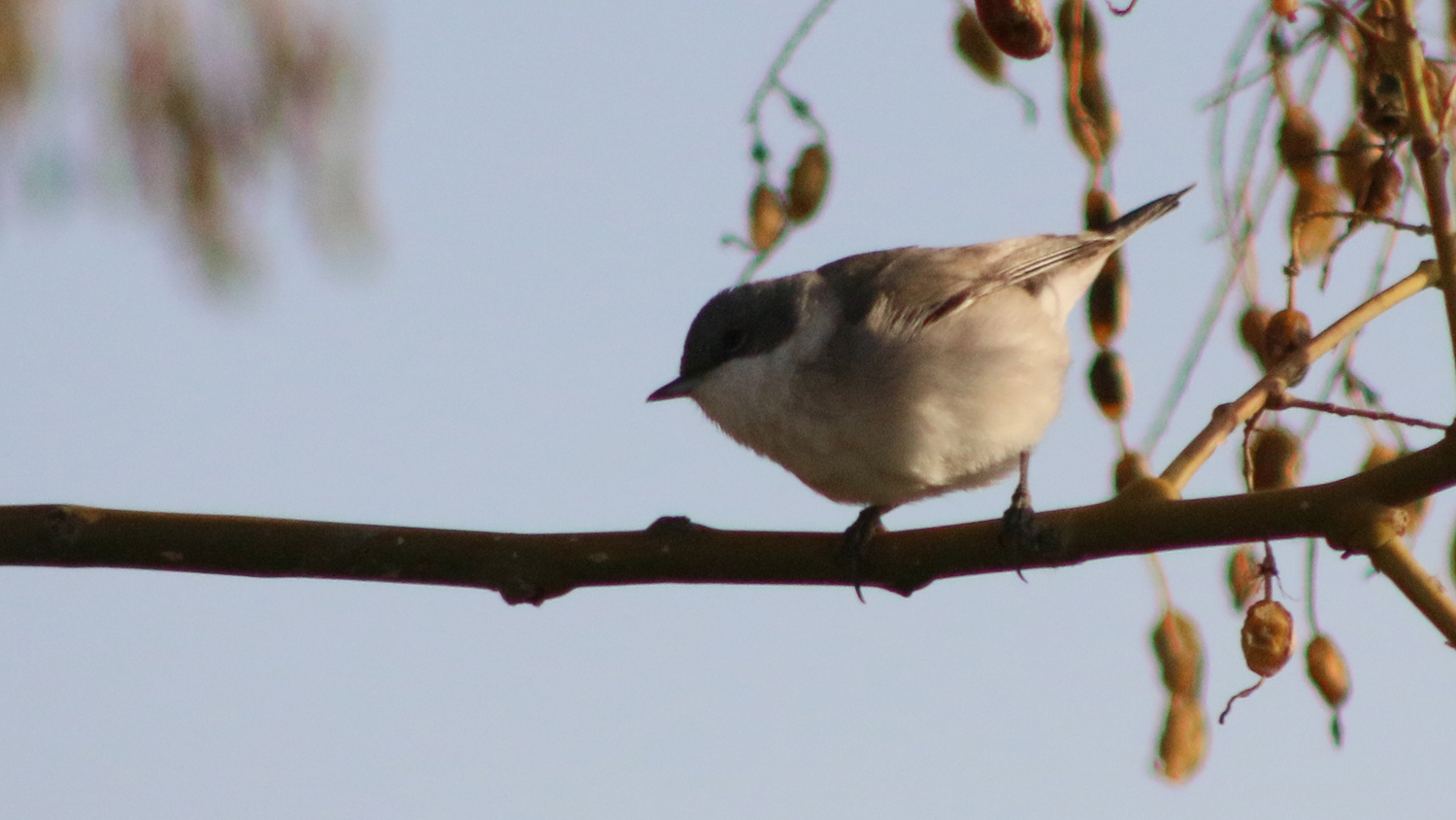 Greater Whitethroat