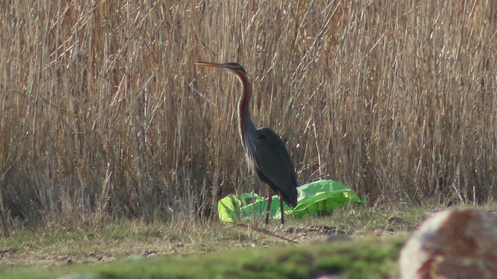 Purple Heron