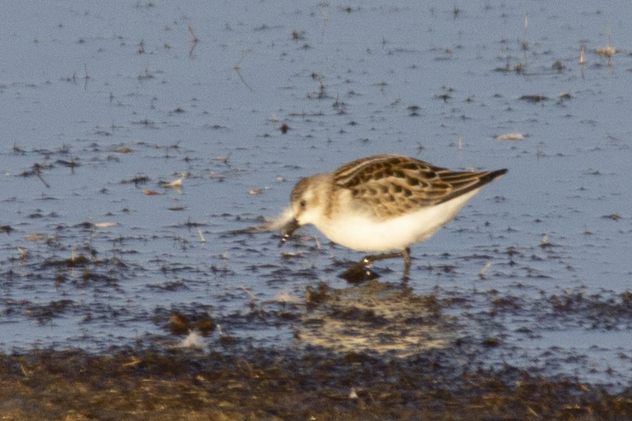 Little Stint