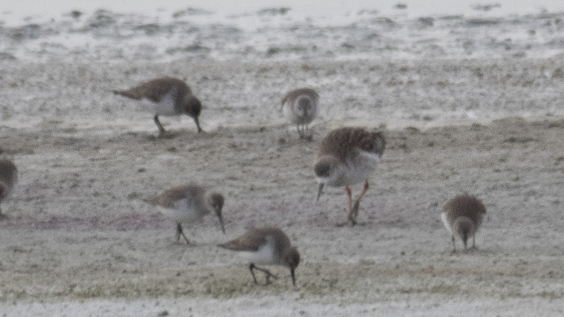 Dunlin