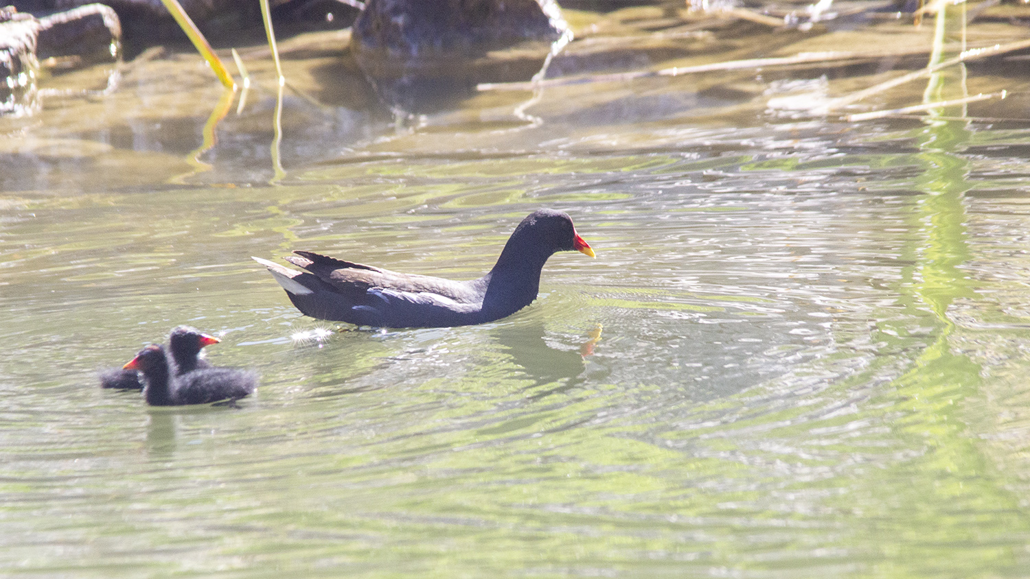 Eurasian Moorhen — Ana fotoğraf