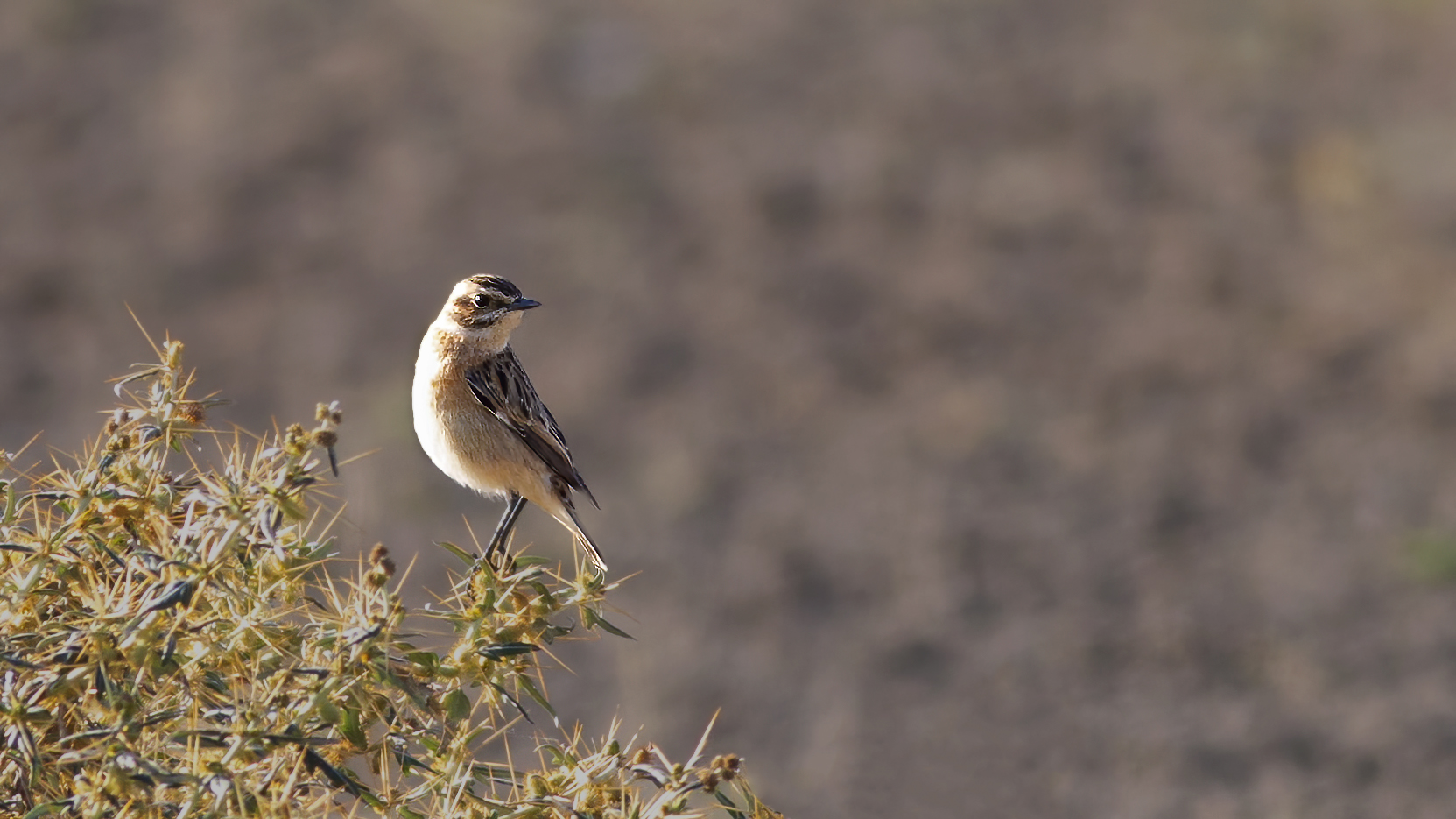 Whinchat