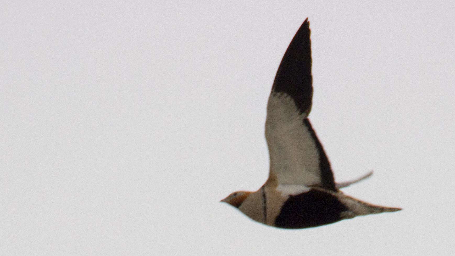 Black-bellied Sandgrouse