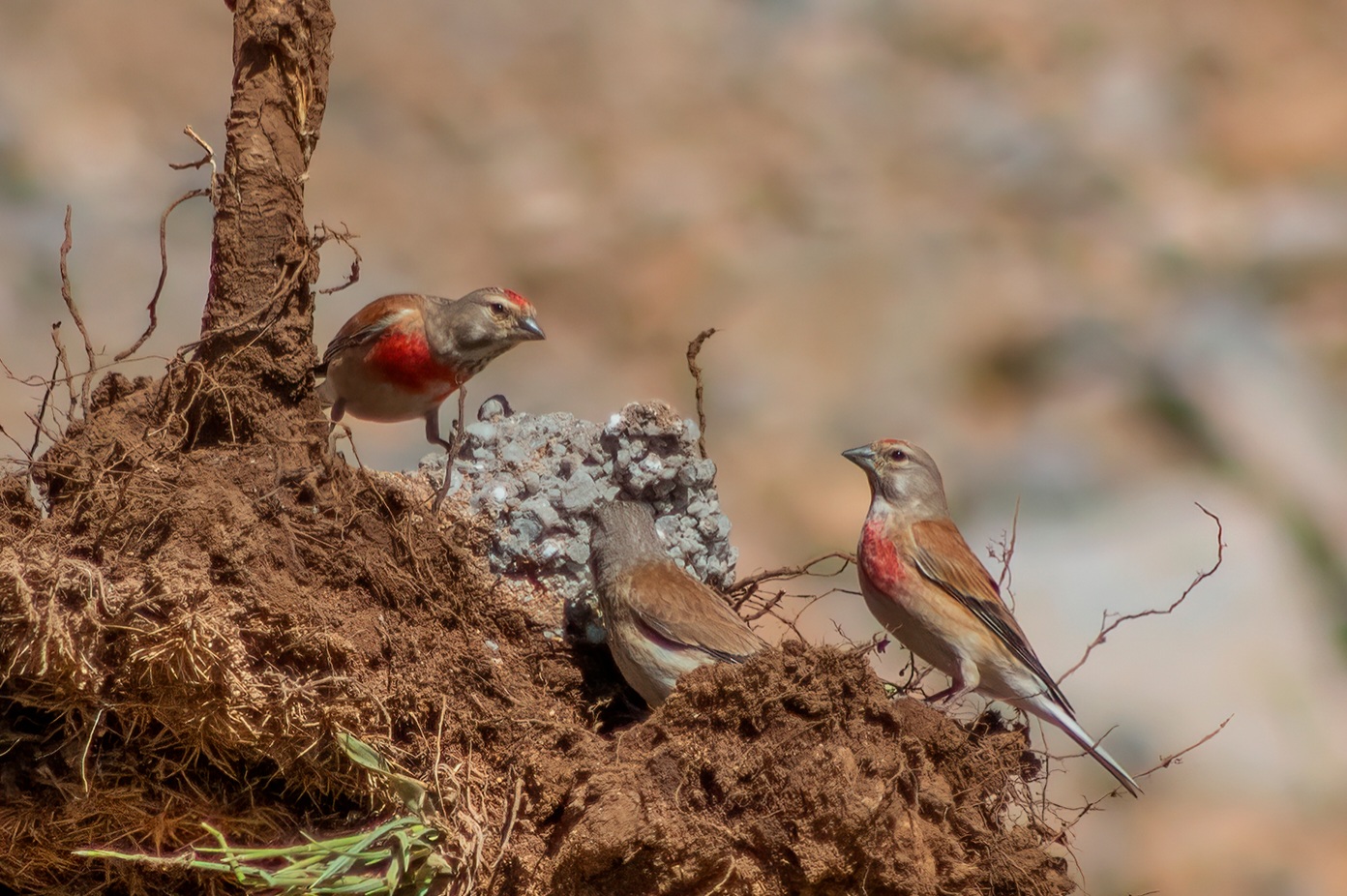Eurasian Linnet