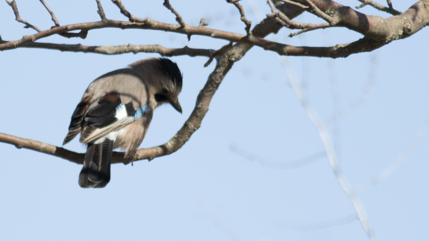 Eurasian Jay