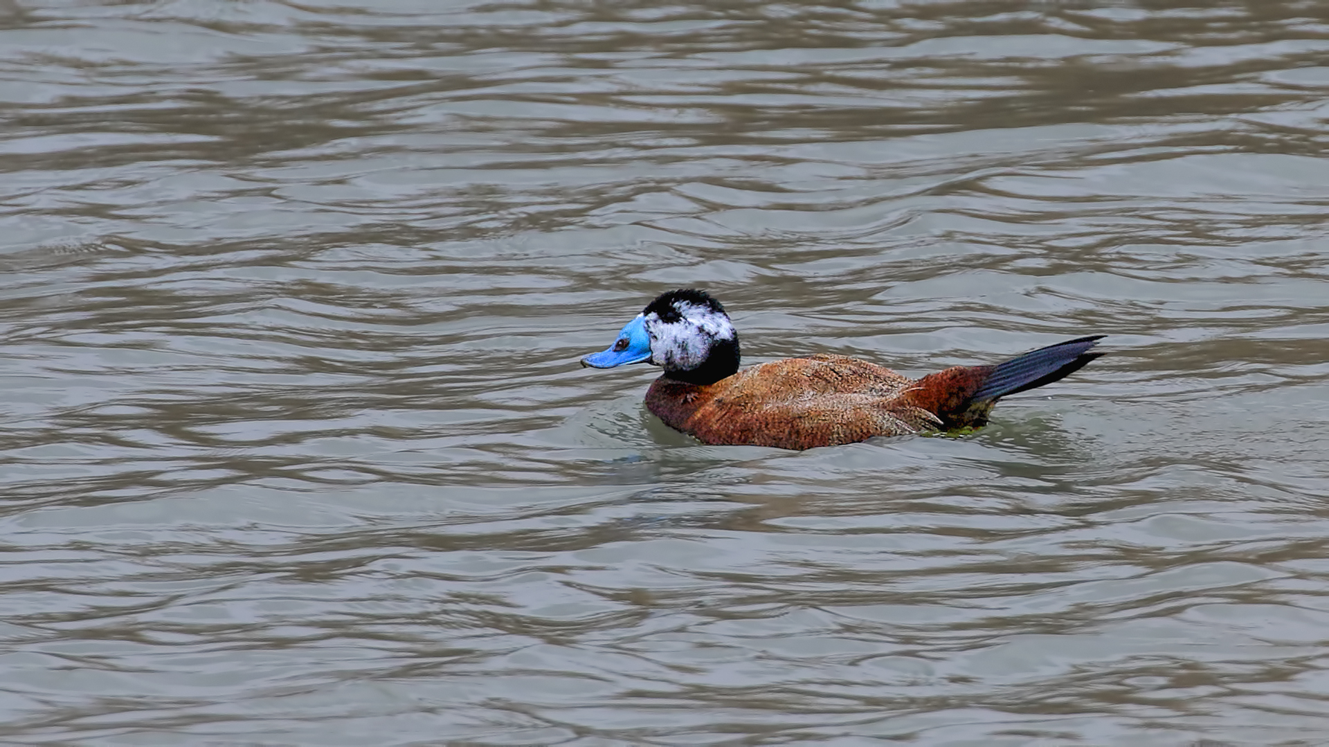 White-headed Duck