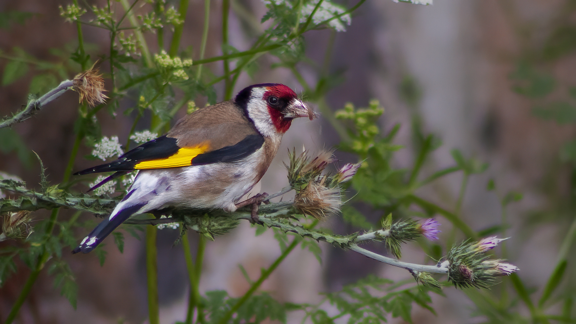 European Goldfinch