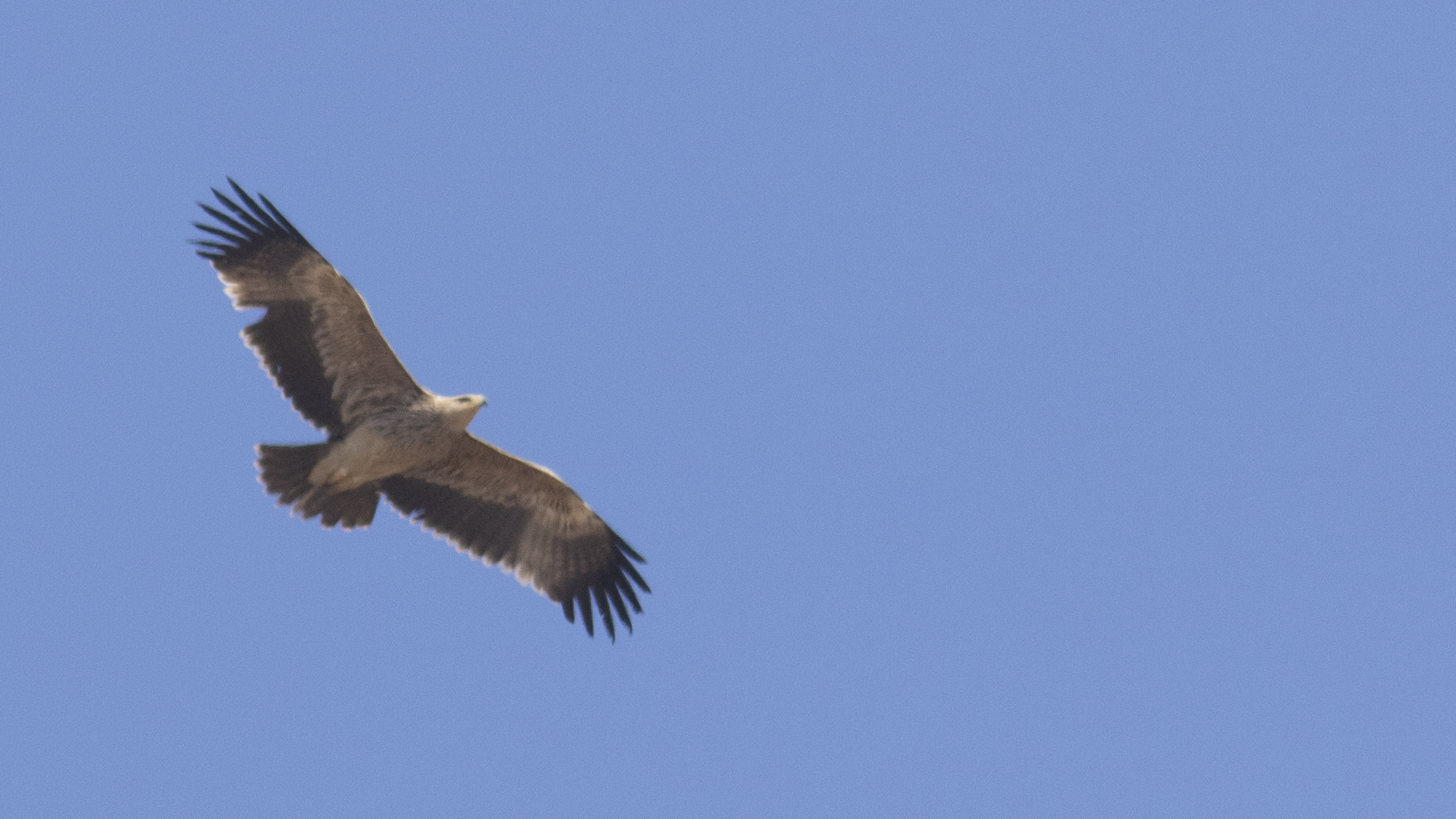 Imperial Eagle