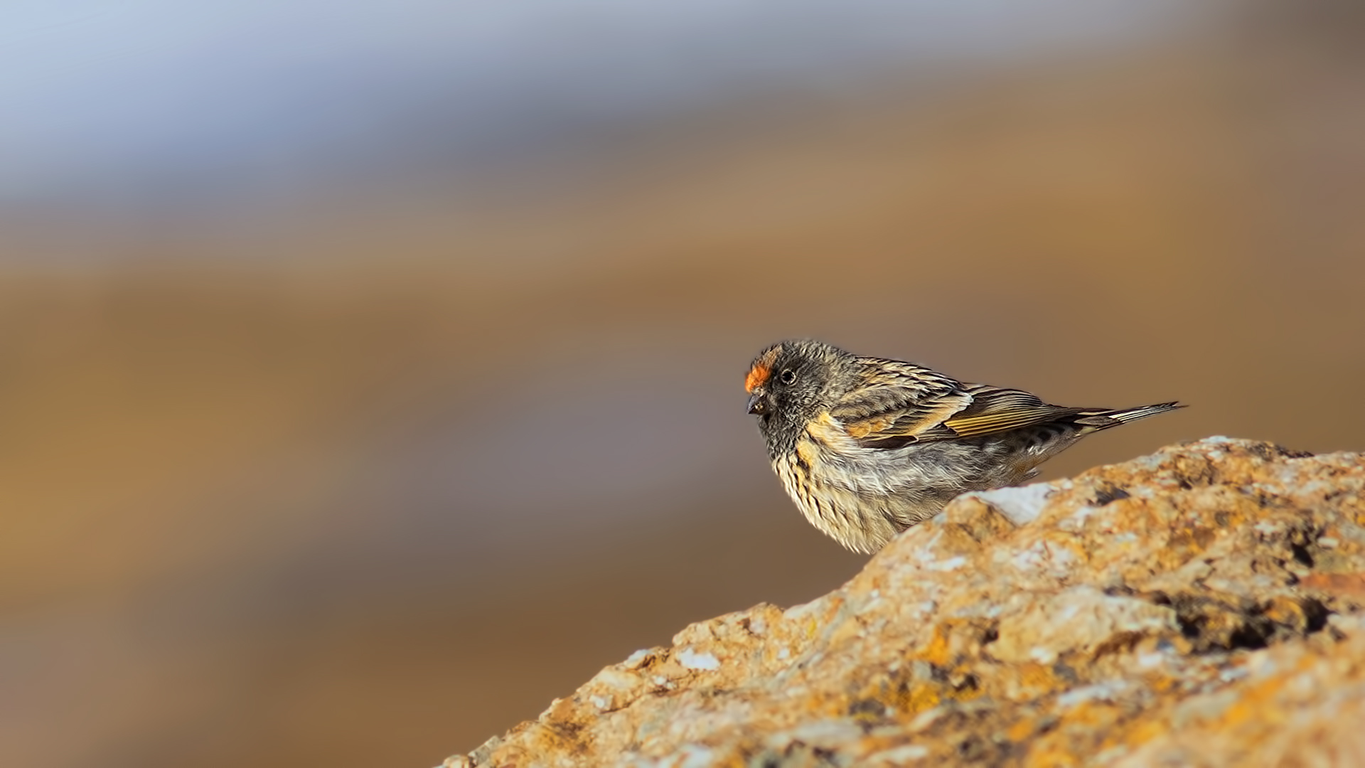 Fire-fronted Serin