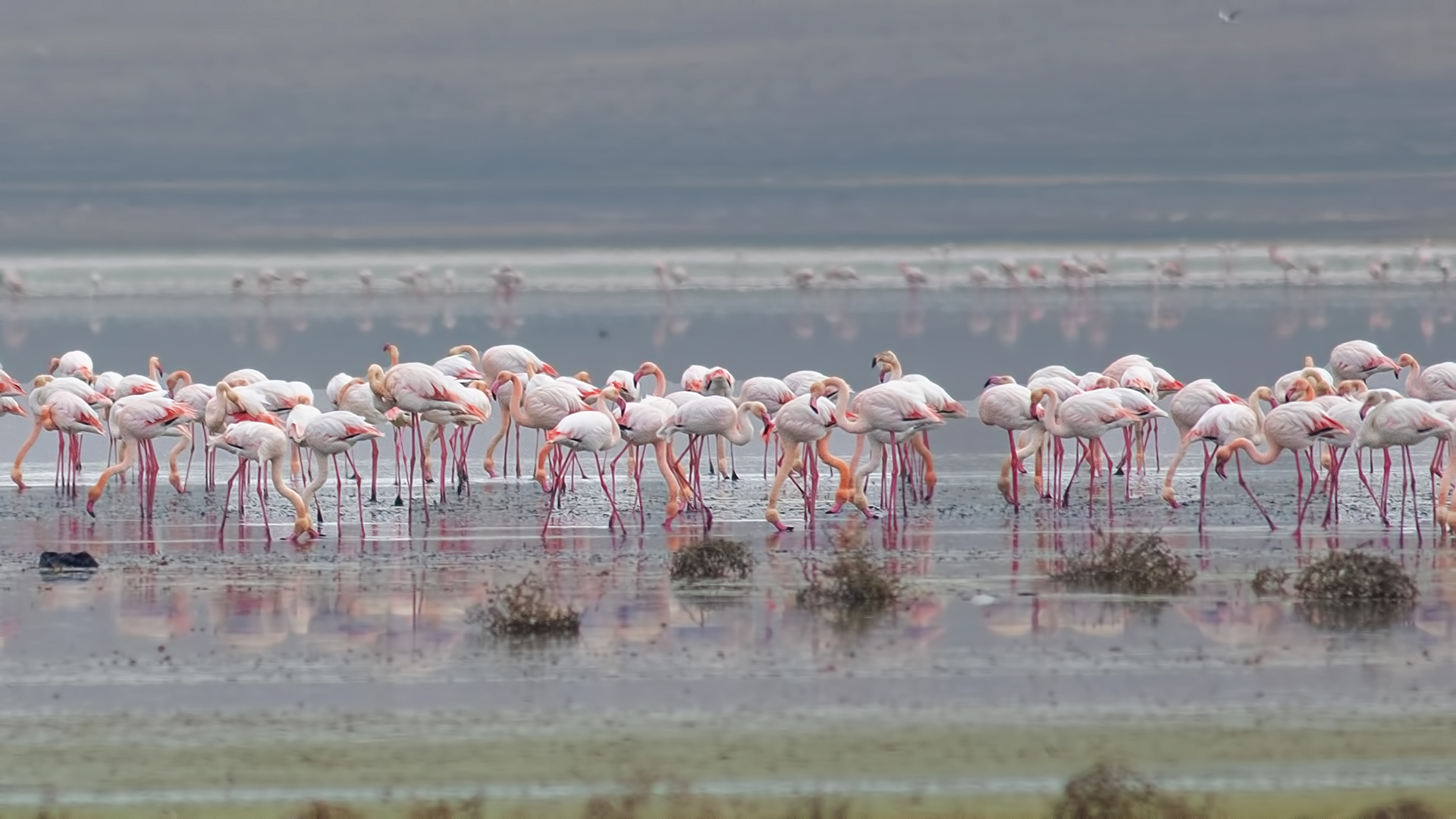 Greater Flamingo