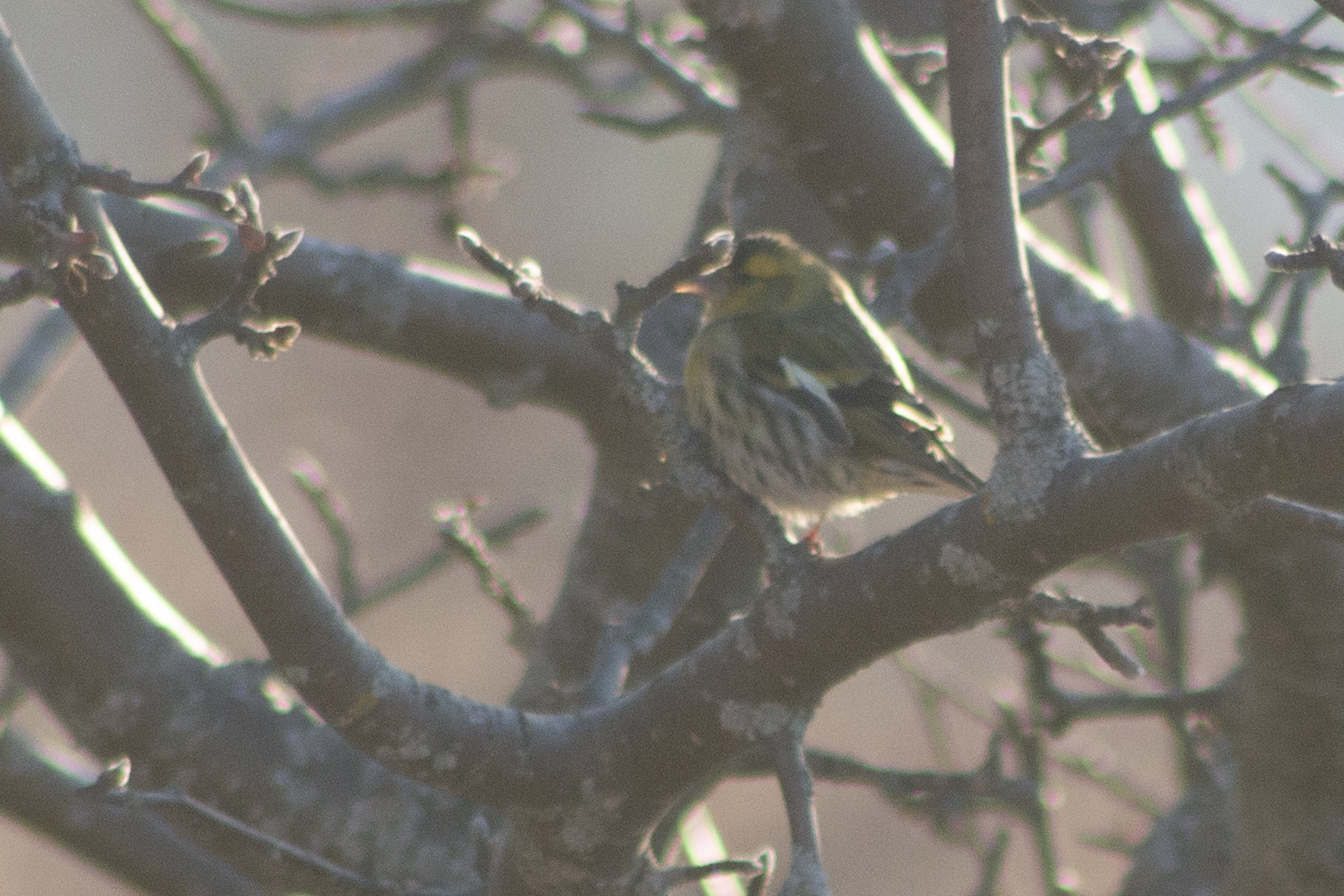 Eurasian Siskin