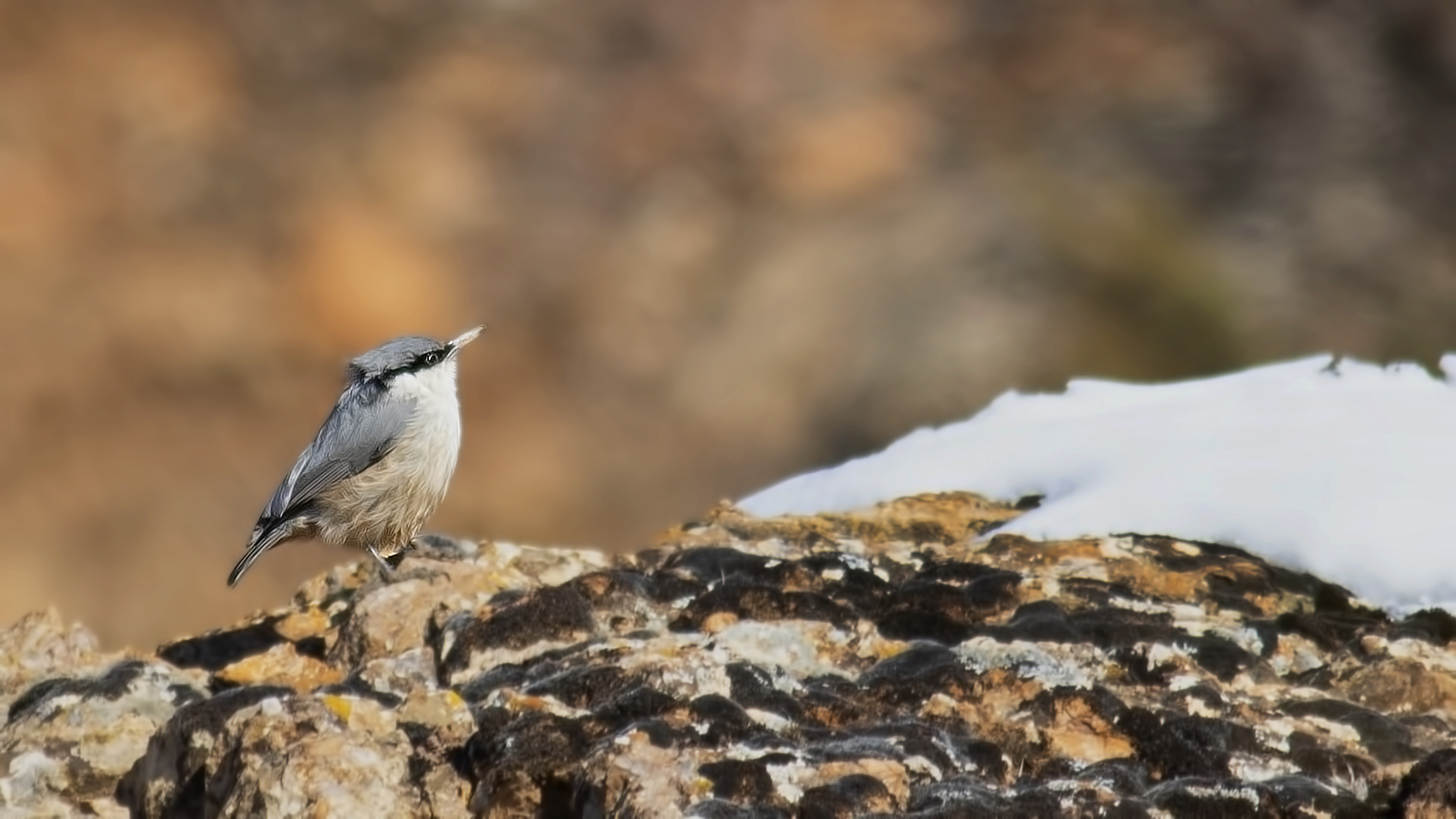 Western Rock Nuthatch