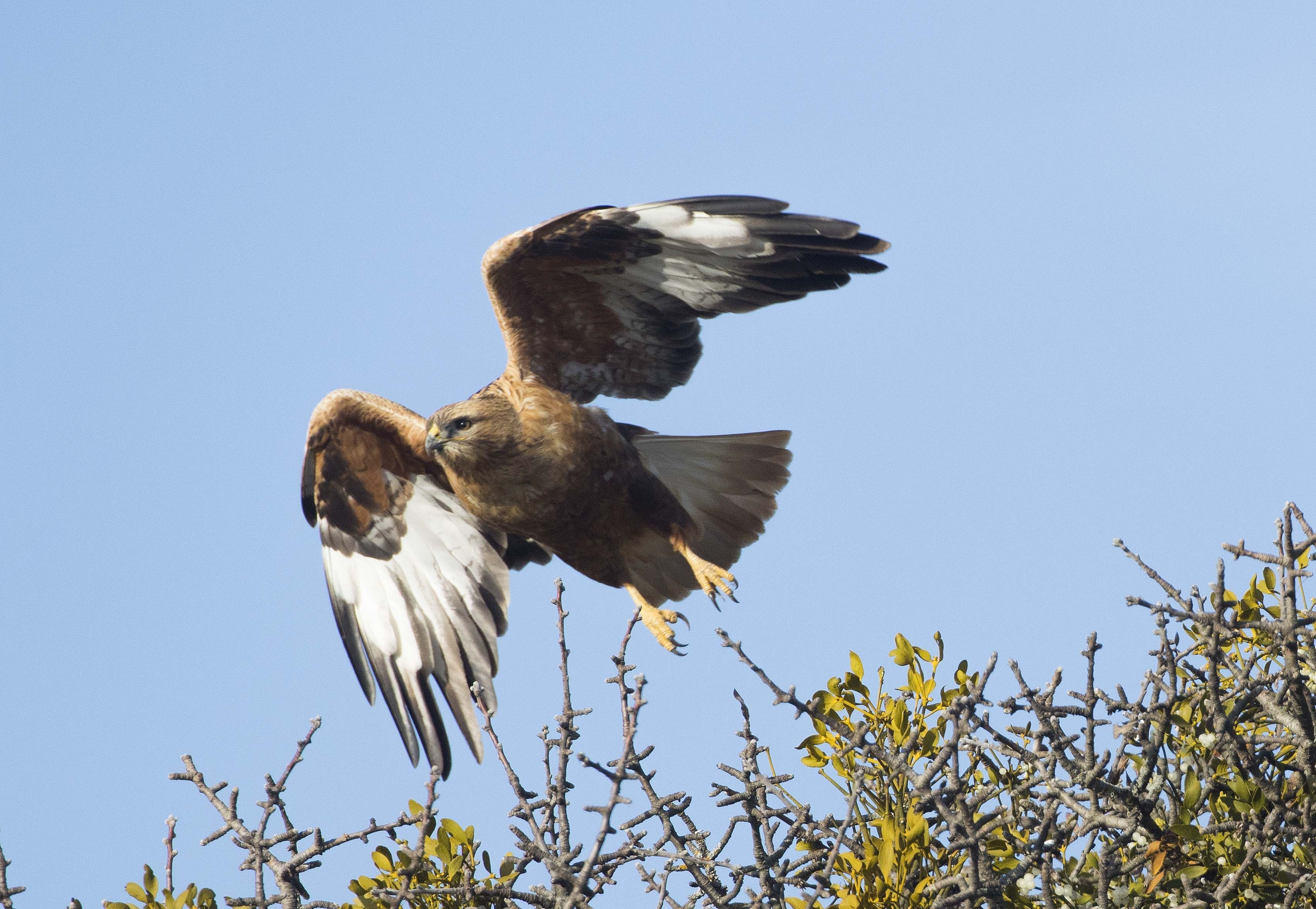 Common Buzzard