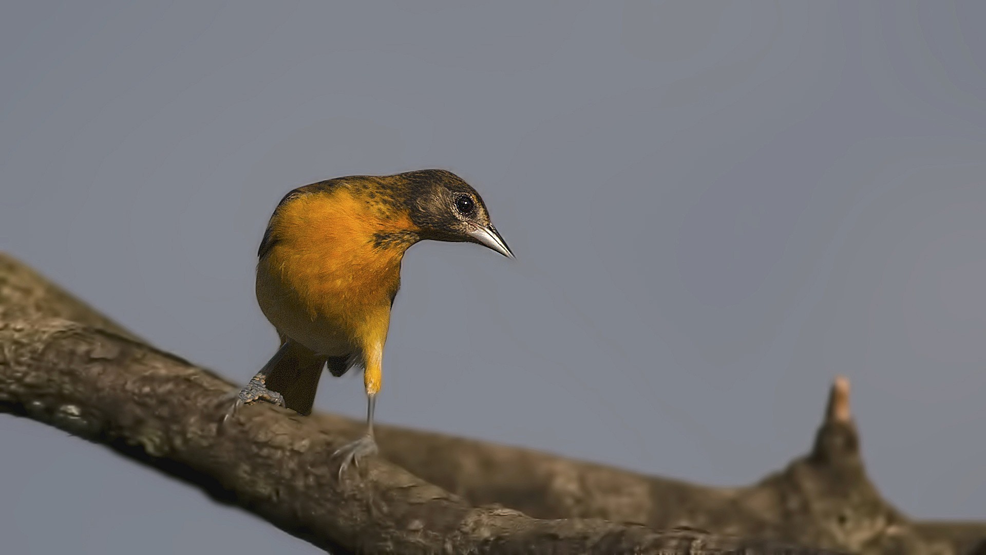 Acadian Flycatcher