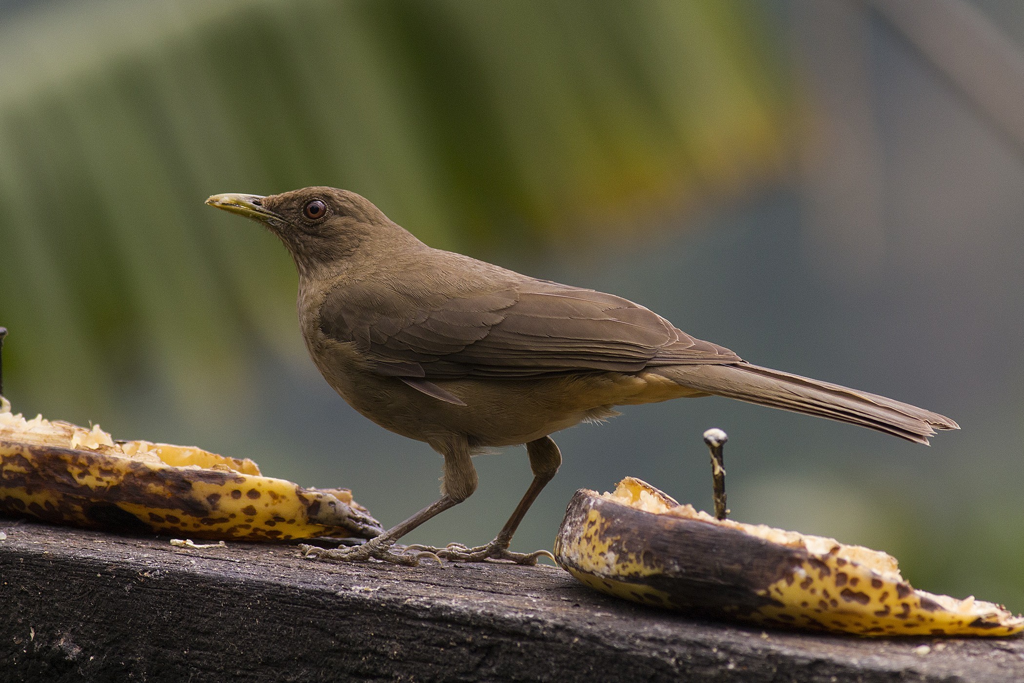 Clay-coloured Thrush