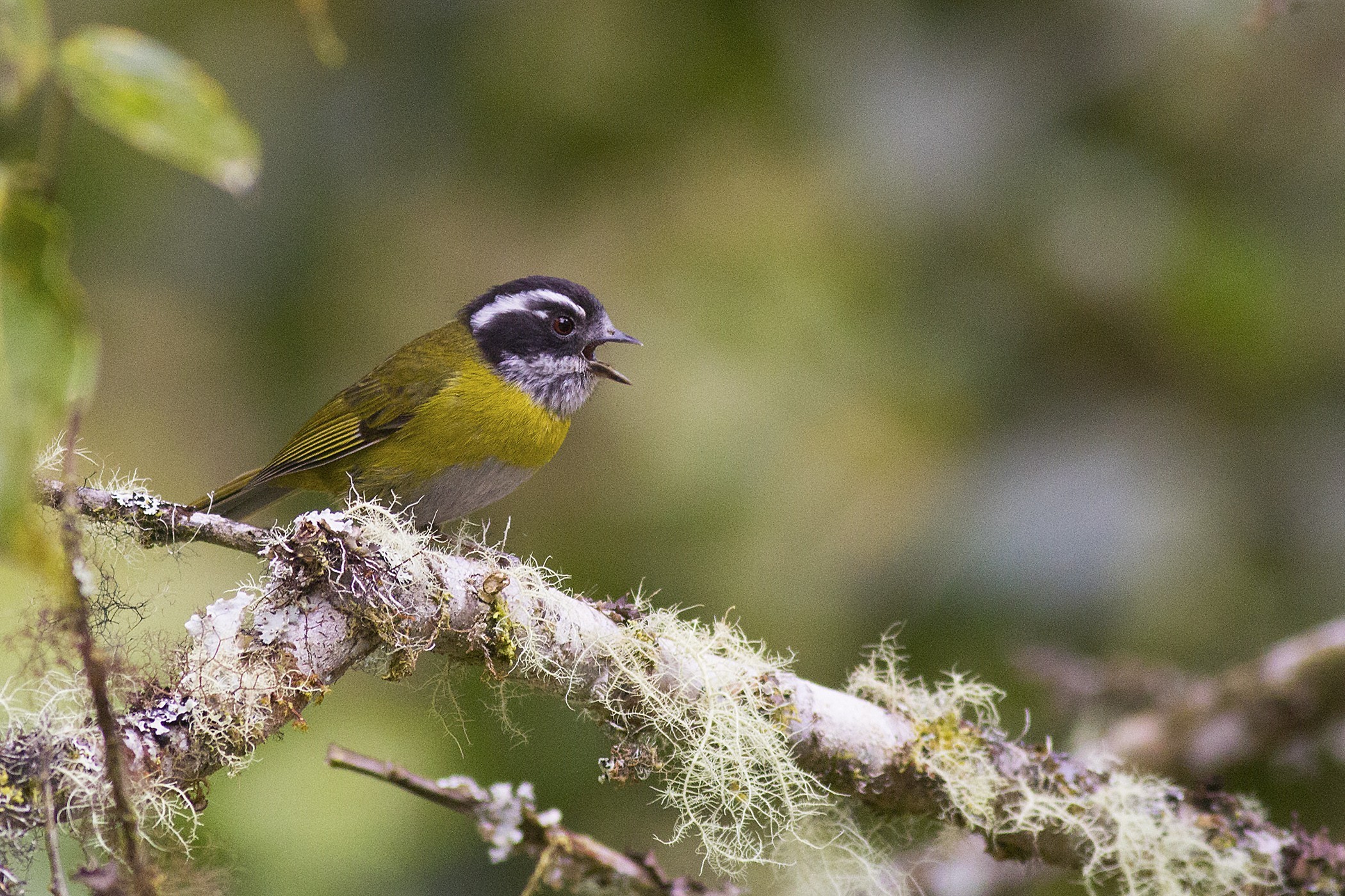 Sooty-capped Bush-tanager — Ana fotoğraf