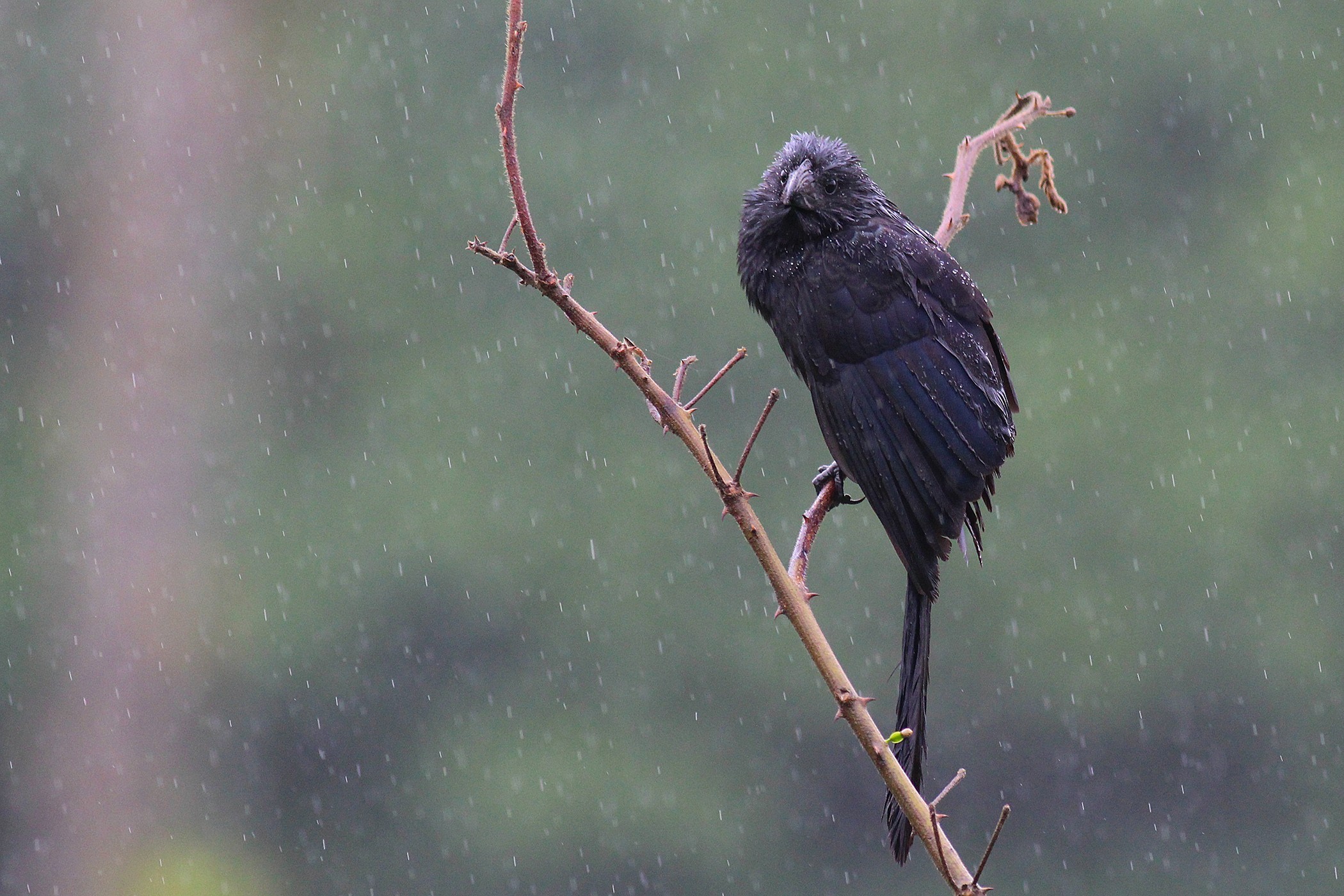Groove-billed Ani — Ana fotoğraf