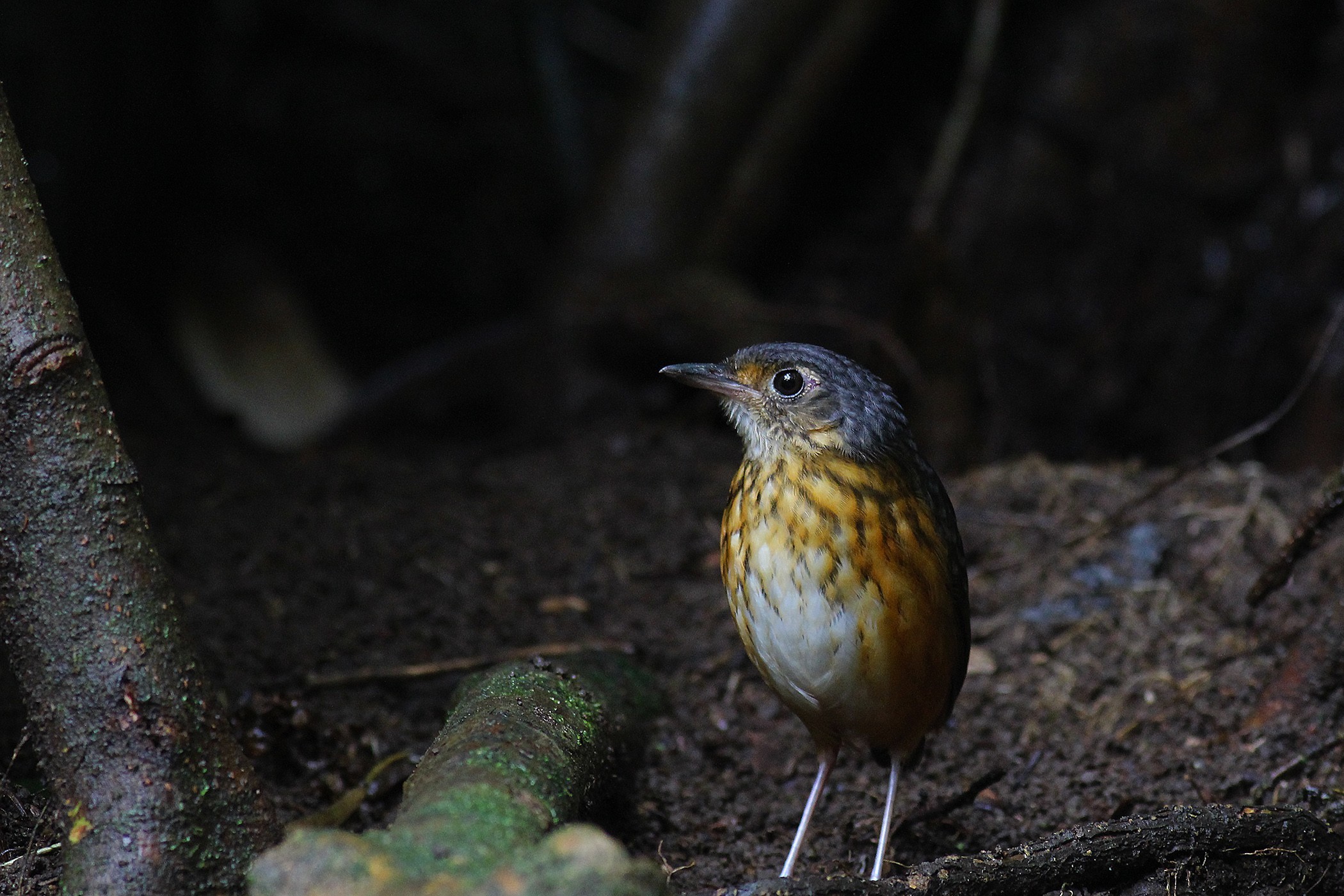 Thicket Antpitta — Ana fotoğraf