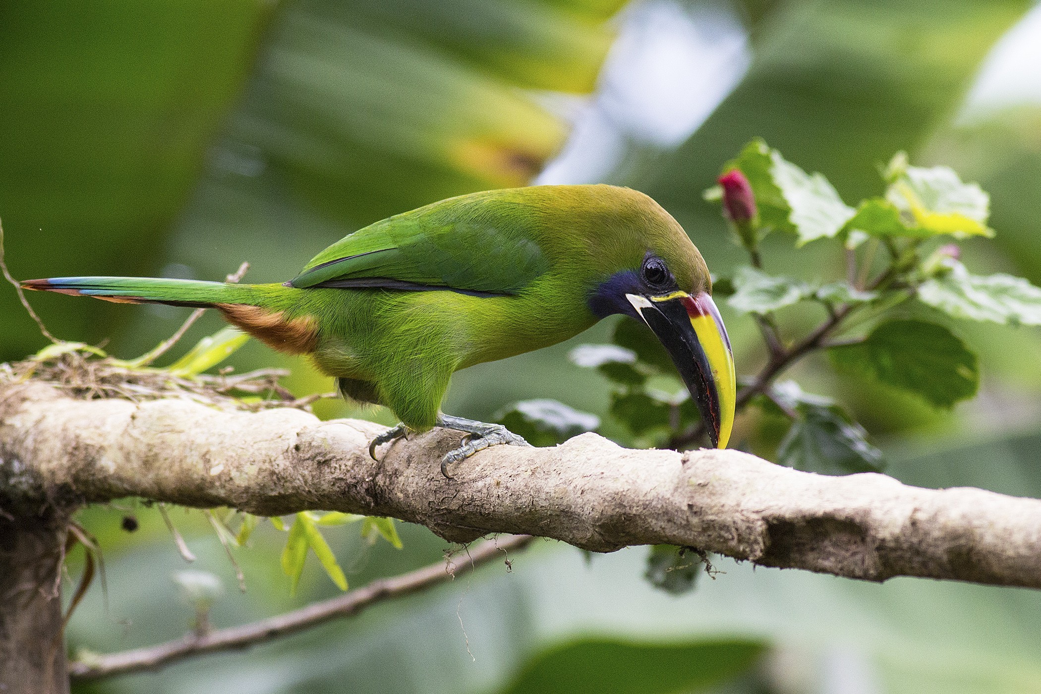 Emerald Toucanet — Ana fotoğraf