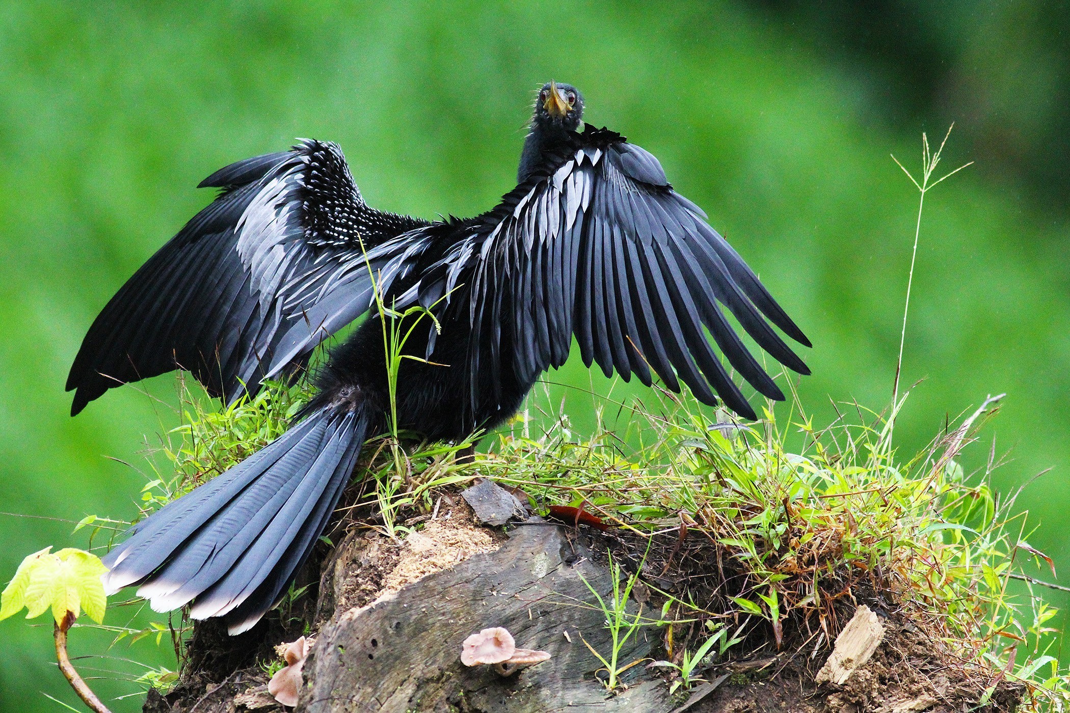 Anhinga — Ana fotoğraf