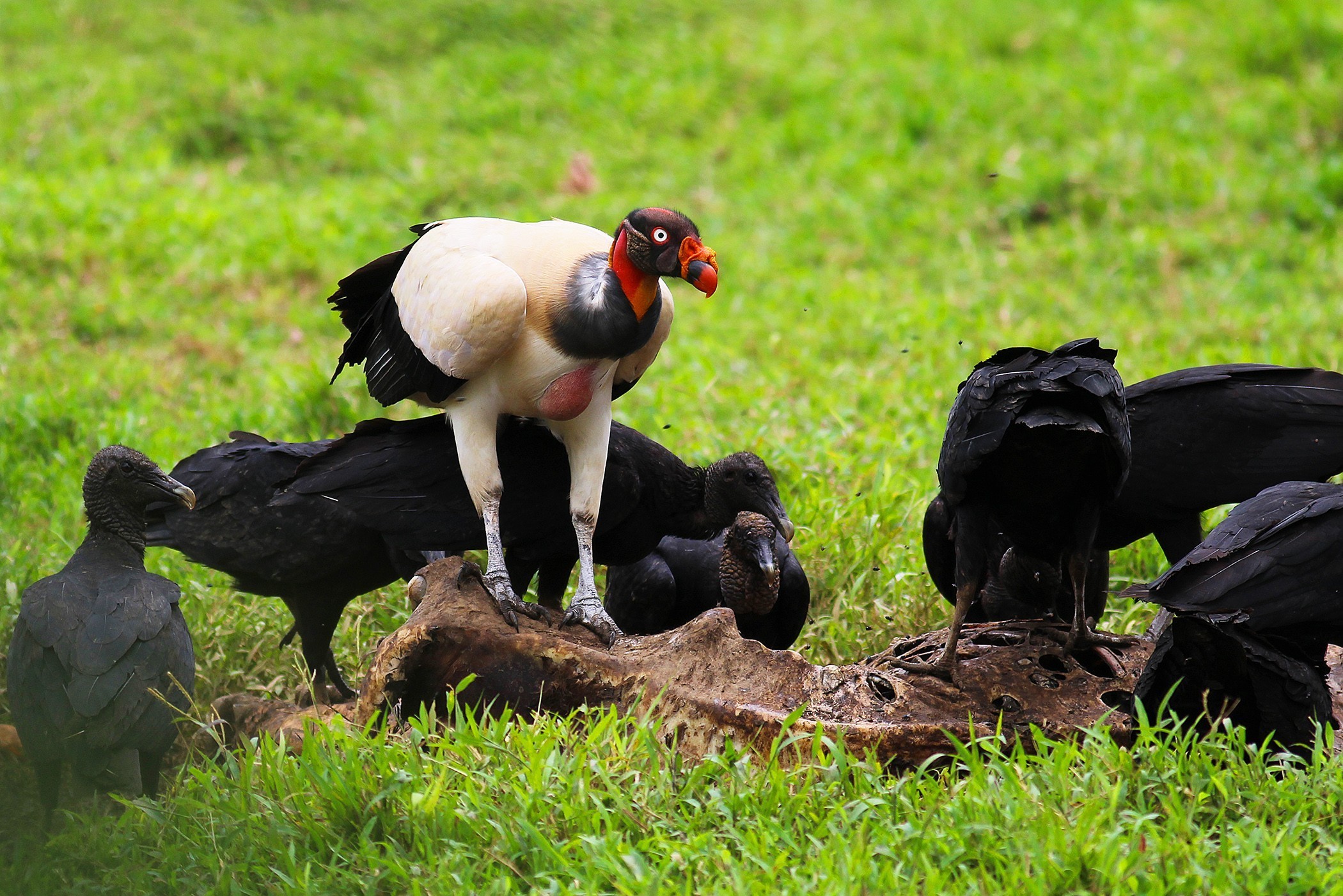 King Vulture — Ana fotoğraf