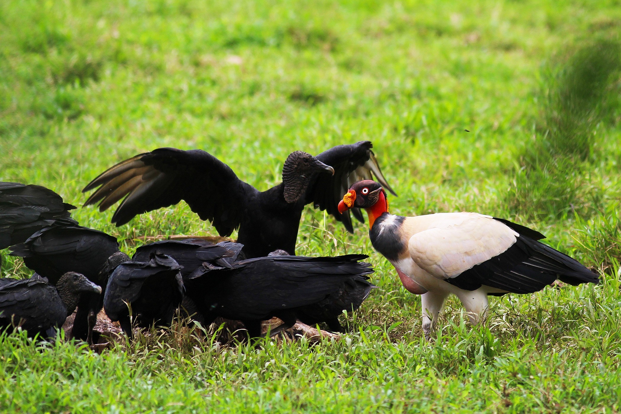 King Vulture — Ana fotoğraf