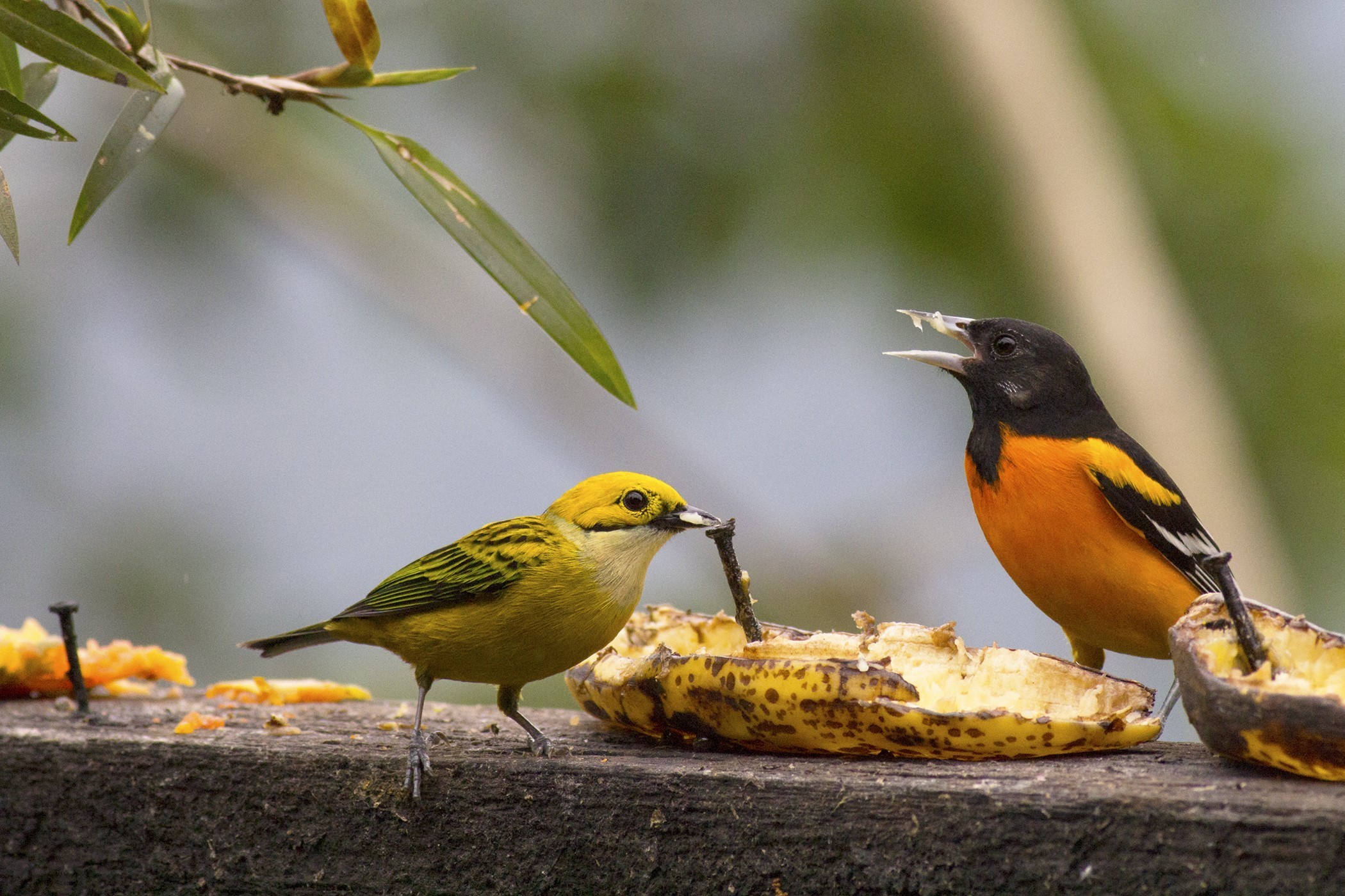 Baltimore Oriole