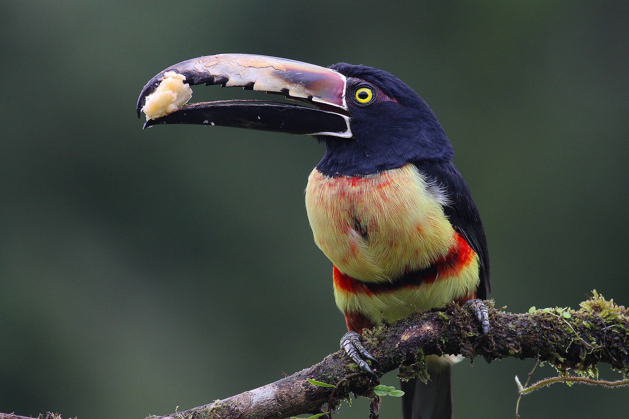Collared AraÃ§ari — Ana fotoğraf