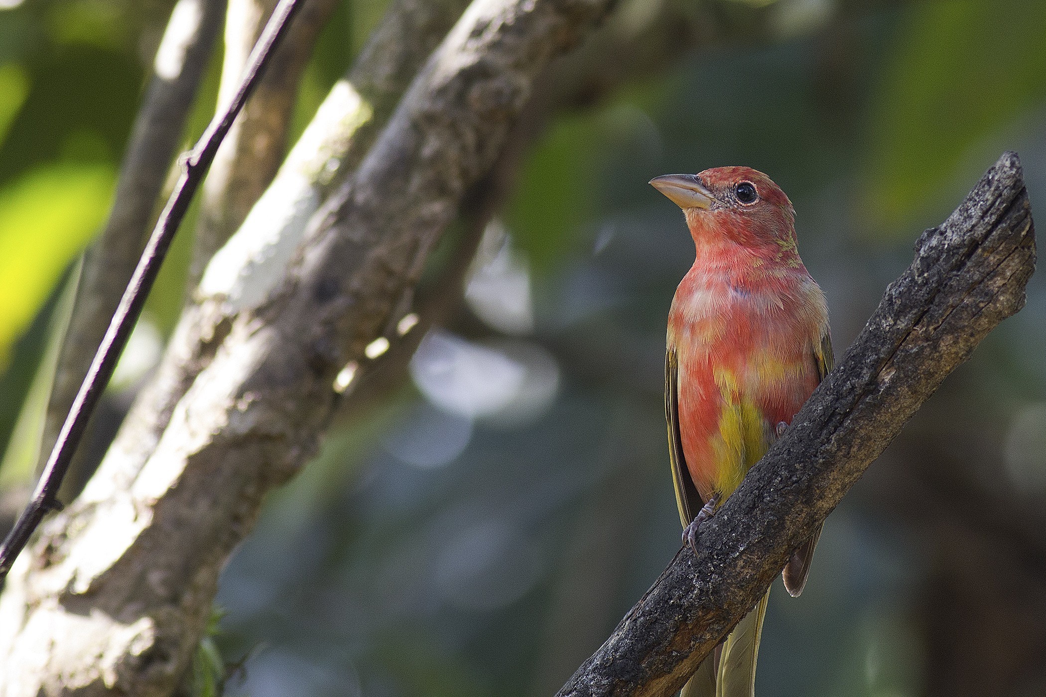Summer Tanager — Ana fotoğraf