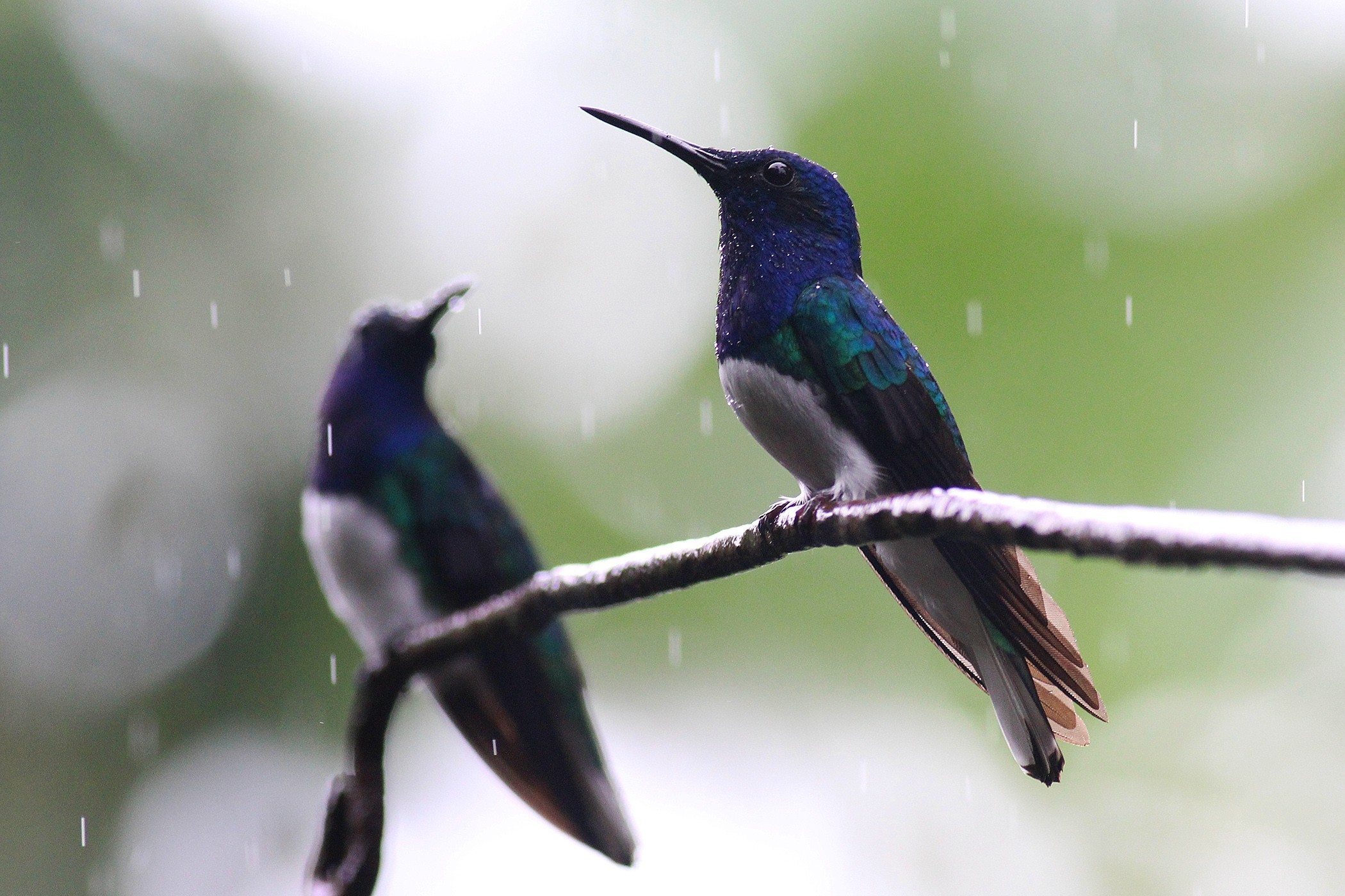 White-necked Jacobin — Ana fotoğraf