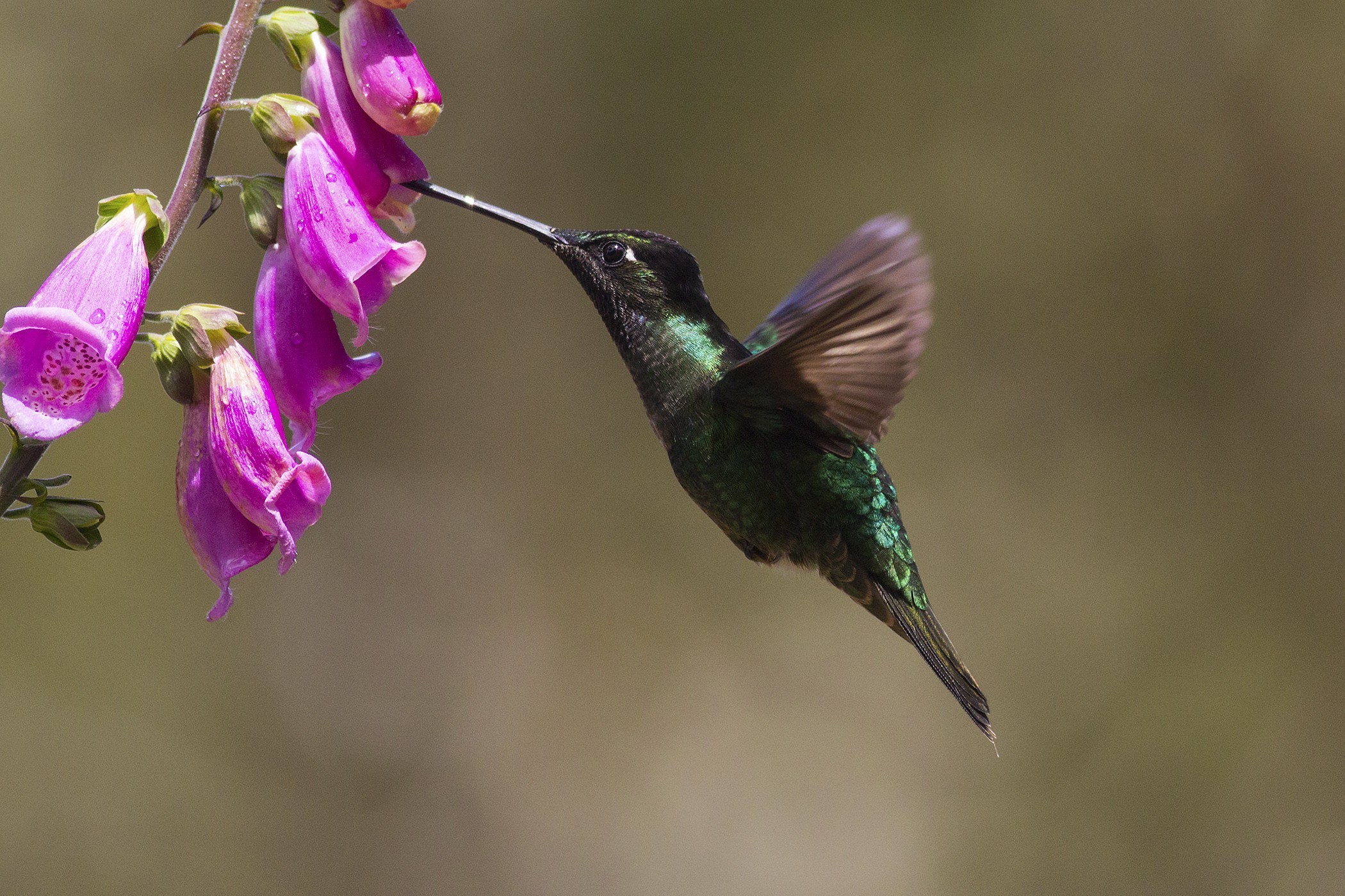 Magnificent Hummingbird — Ana fotoğraf