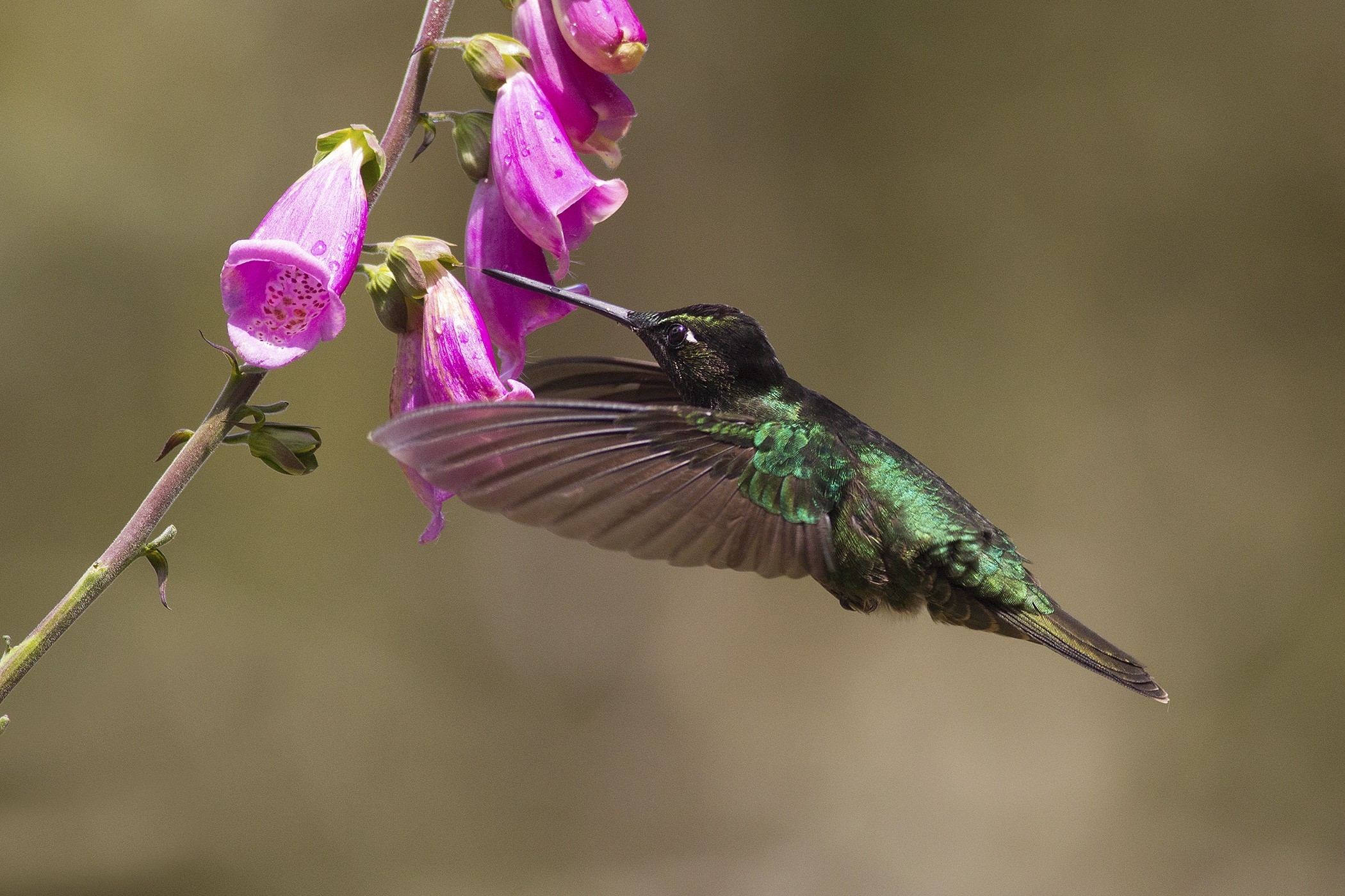 Purple-throated Mountain-gem